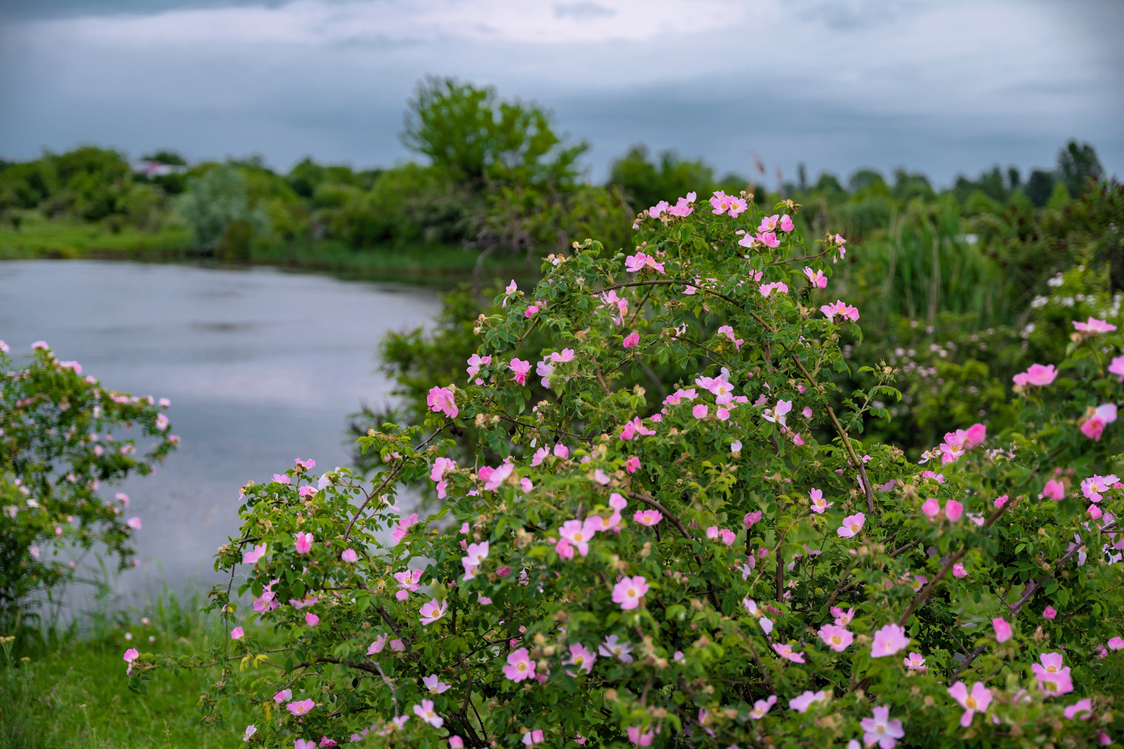 50 Thornless Pink DOG BRIER ROSE Bush Rosa Canina Inermis Victory Garden Fragrant Flower Seeds