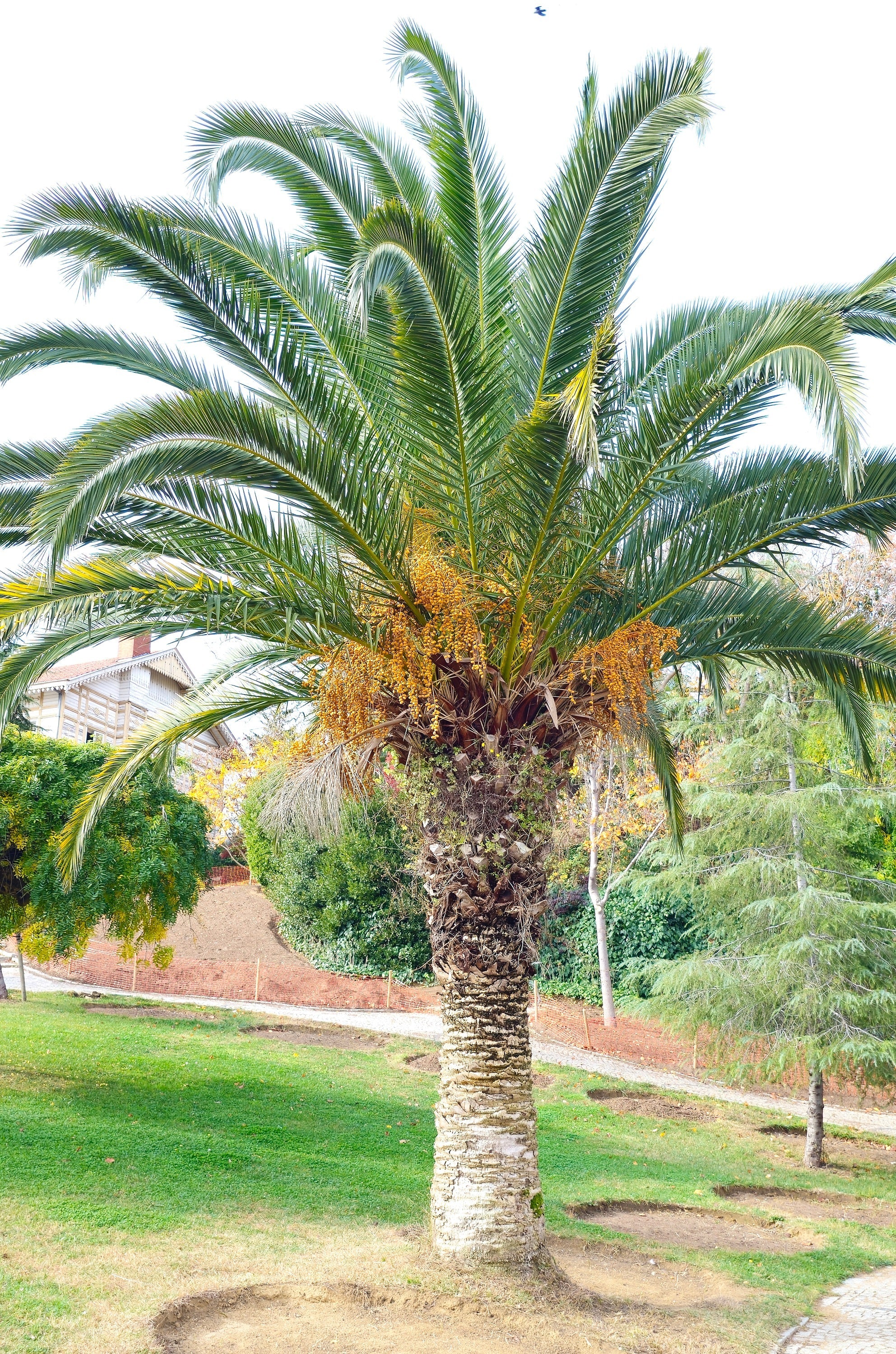 10 CANARY ISLAND Date PALM Phoenix Canariensis Tree Seeds