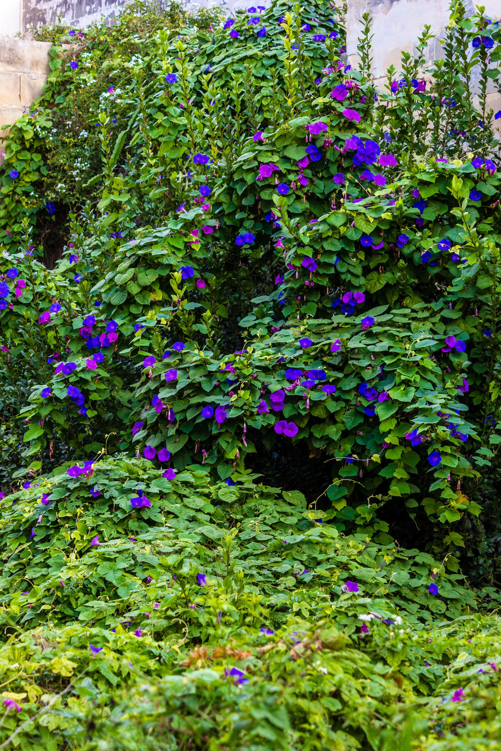 100 PURPLE MORNING GLORY Ipomoea Nil Flower Vine Seeds