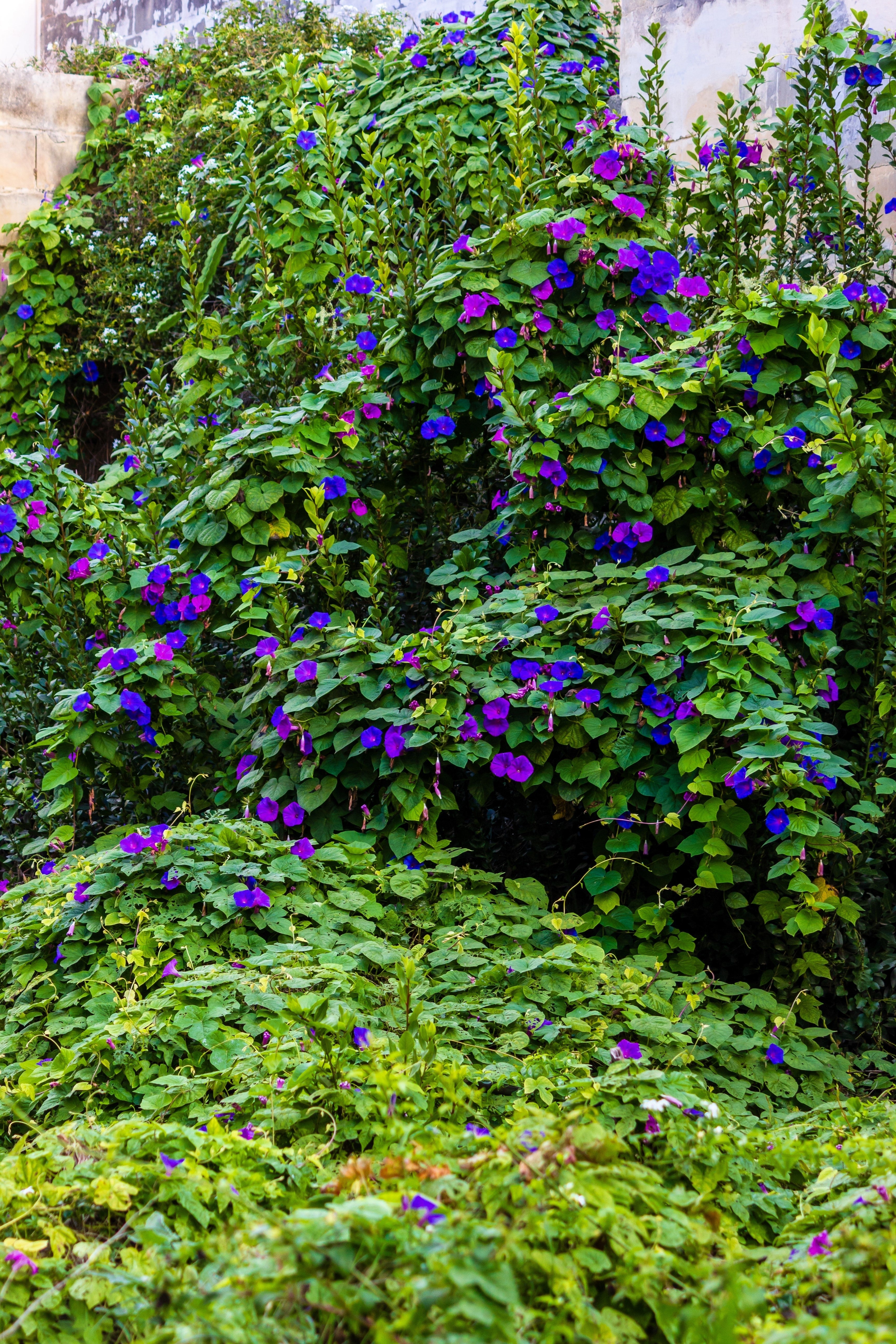 100 PURPLE MORNING GLORY Ipomoea Nil Flower Vine Seeds