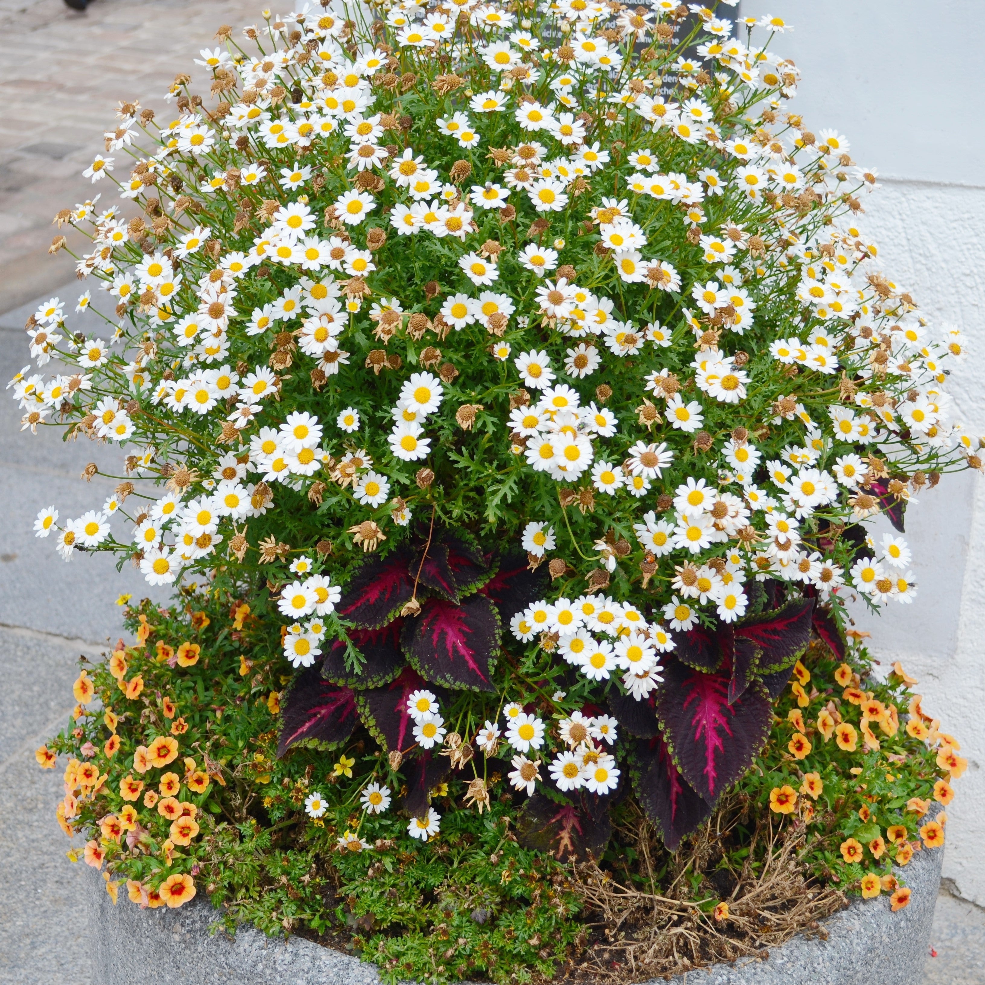 1000 GERMAN CHAMOMILE Matricaria Recutita Chamomilla Herb Flower Seeds