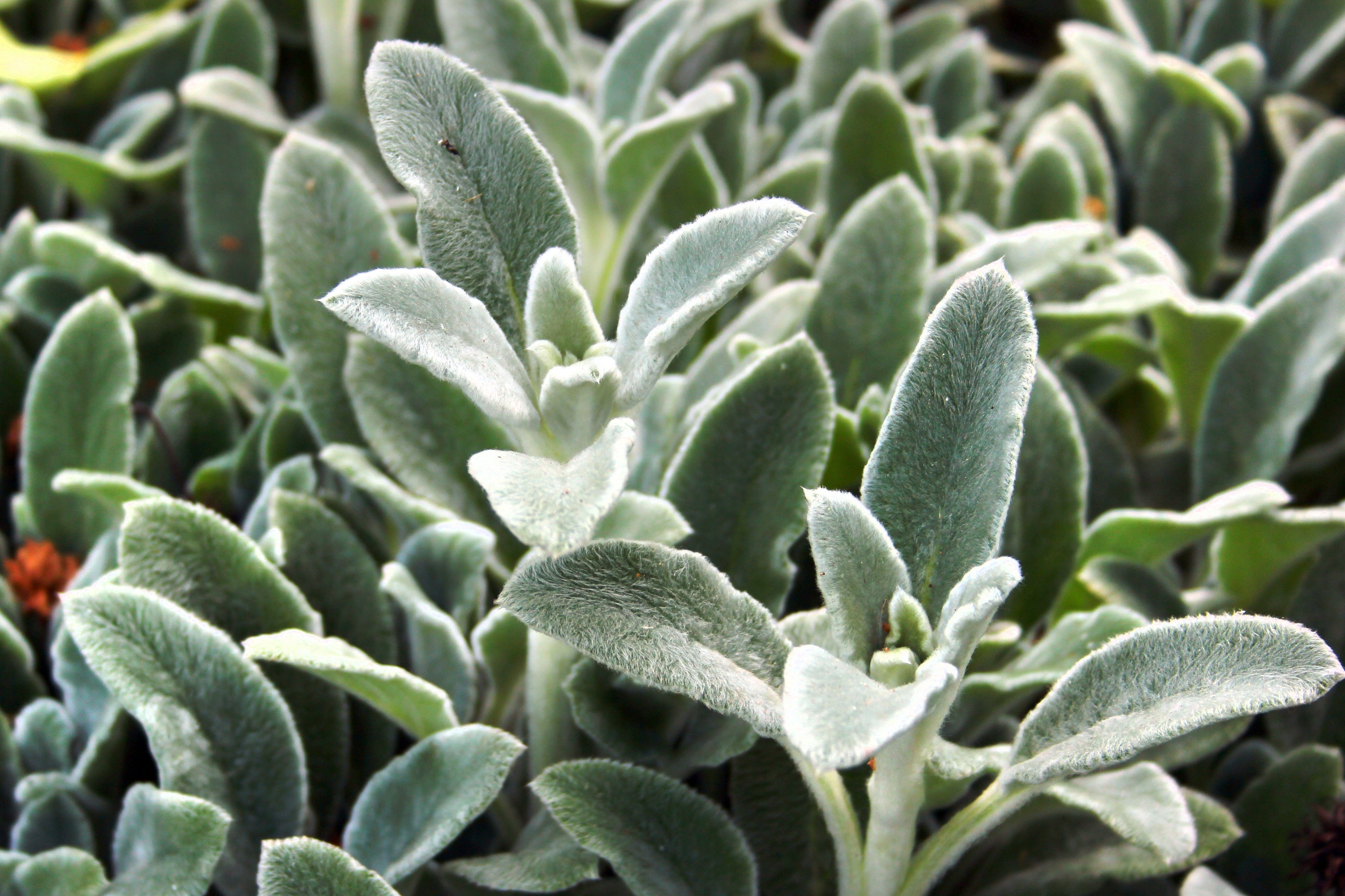 100 Wolly LAMBS EAR Stachys Byzantina Silvery Fuzzy Leaves Purple Flower Seeds