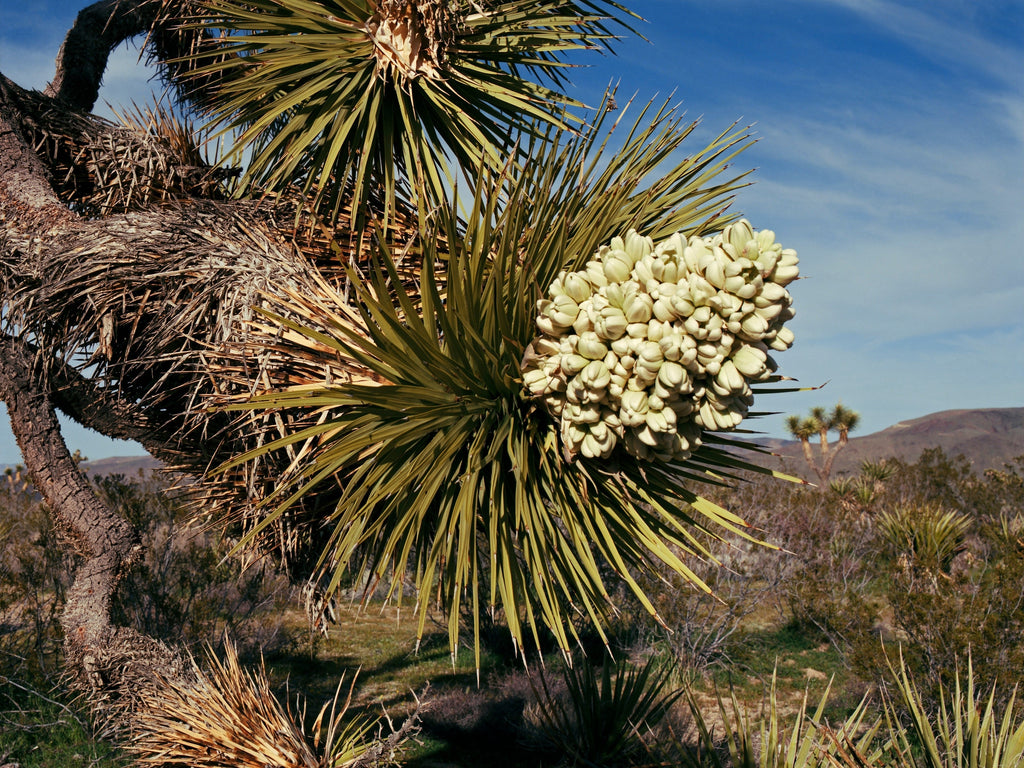 5 JOSHUA TREE Palm Tree Yucca Brevifolia White Flowers Cactus Succulent Seeds