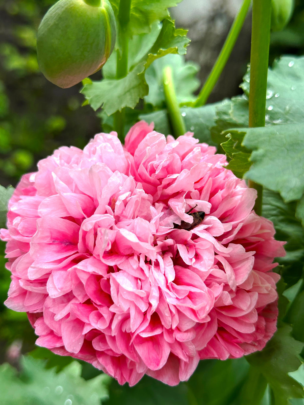 Bombastic Flower 250 Bombast ROSE PEONY POPPY Papaver Peoniflorum Flower Seeds – Nate's ...