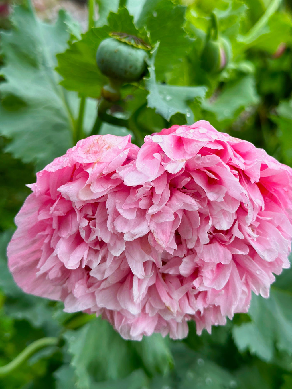 Bombastic Flower 250 Bombast ROSE PEONY POPPY Papaver Peoniflorum Flower Seeds – Nate's ...