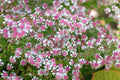 100 LADY In BLACK Calico ASTER Aster Lateriflorus Flower Seeds