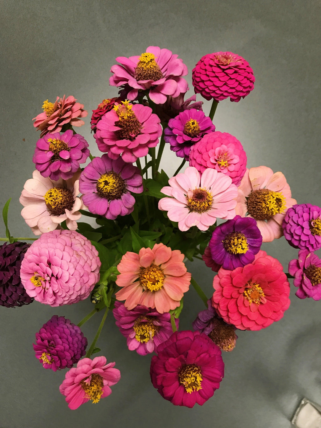 250 ZIN MASTER ZINNIA Mix Elegans Mixed Colors Flower Seeds