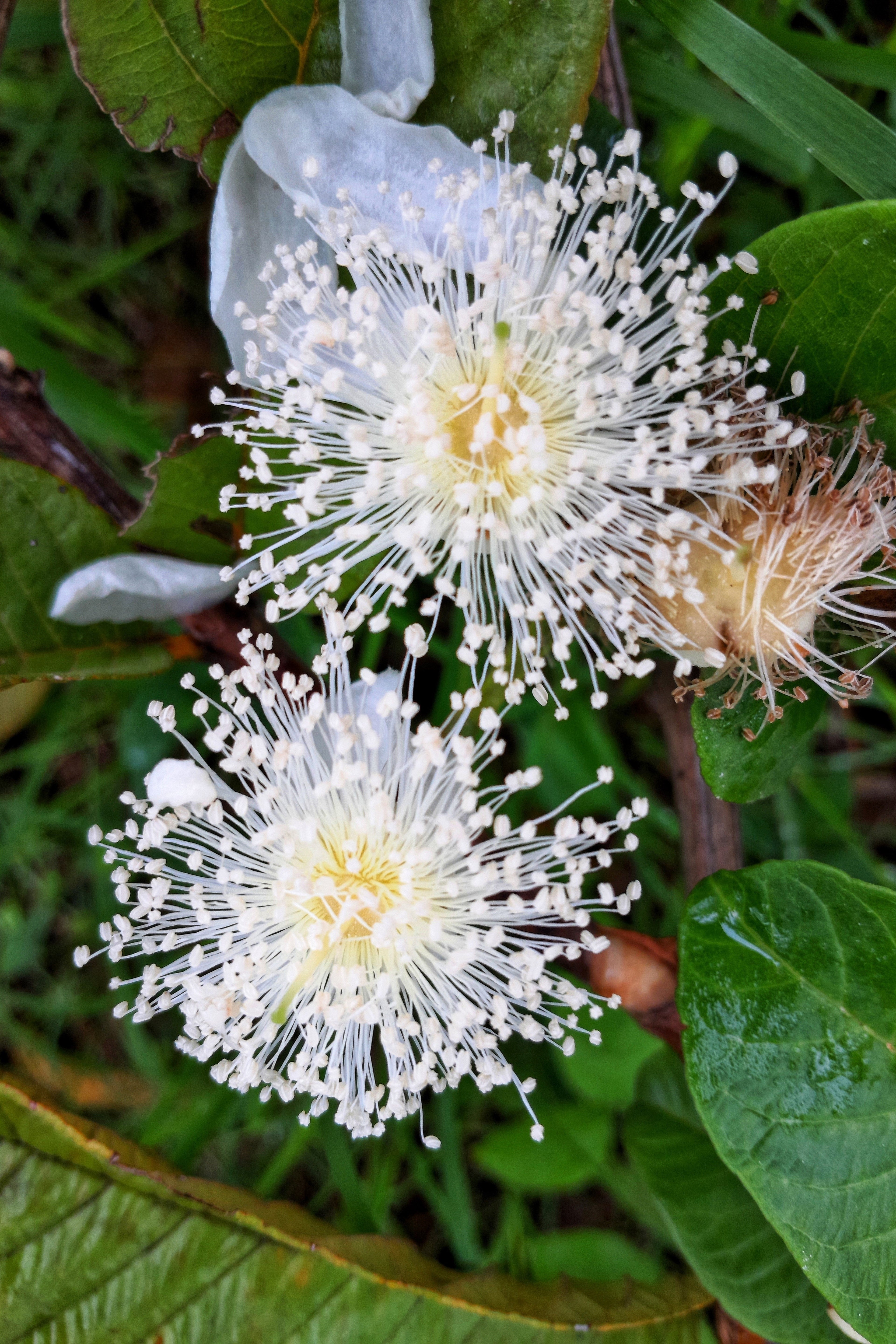 1000 BULK GUAVA Fruit Tree Shrub Psidium Guajava White Flowers Fruit Seeds