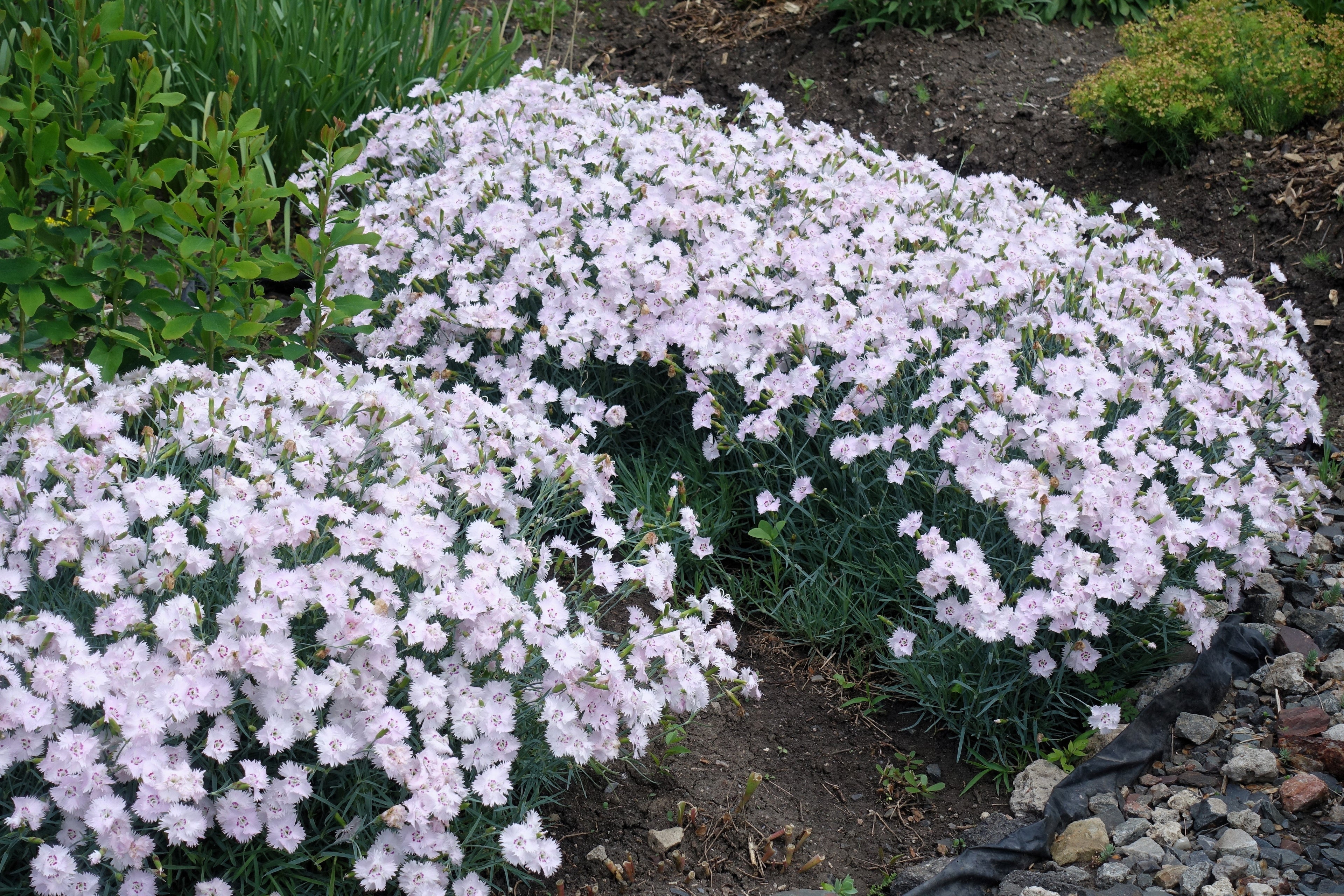 200 COTTAGE PINKS Mixed Colors (Garden, Laced, Feathered Pink) Dianthus Plumarius Flower Seeds