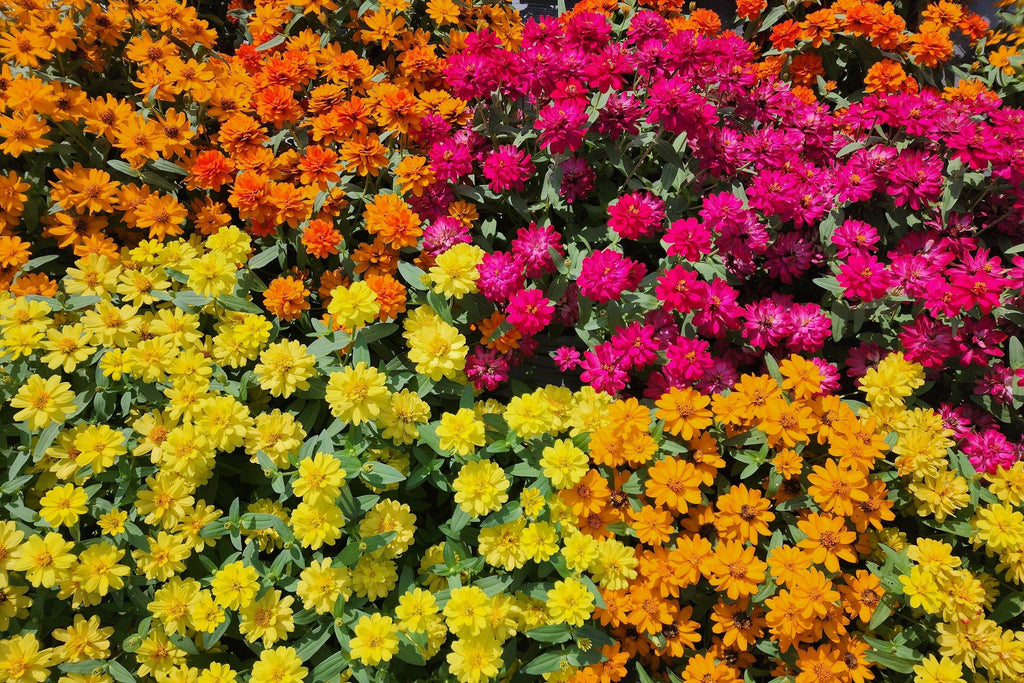 250 Mixed Colors ZINNIA ELEGANS Flower Seeds
