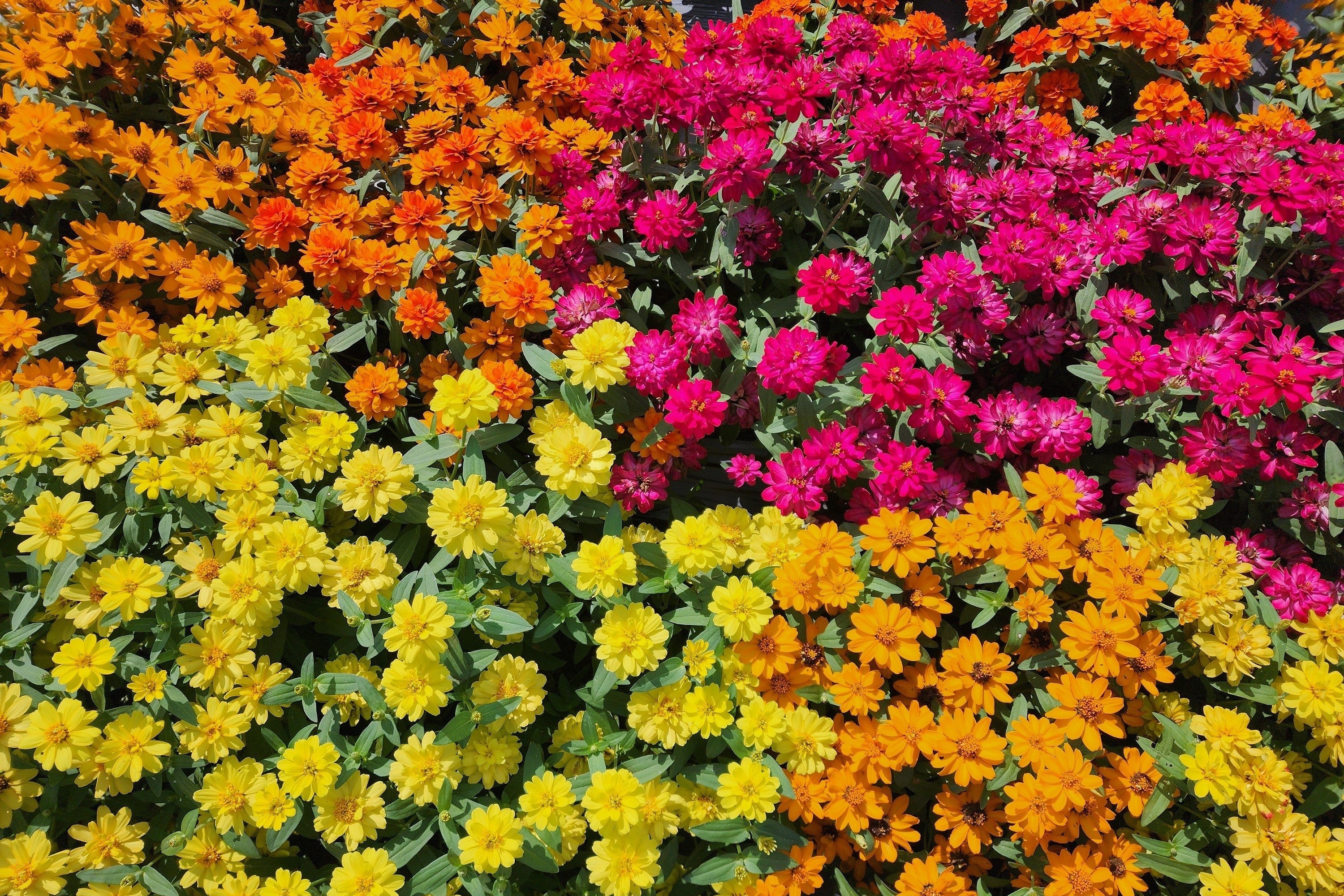 250 Mixed Colors ZINNIA ELEGANS Flower Seeds