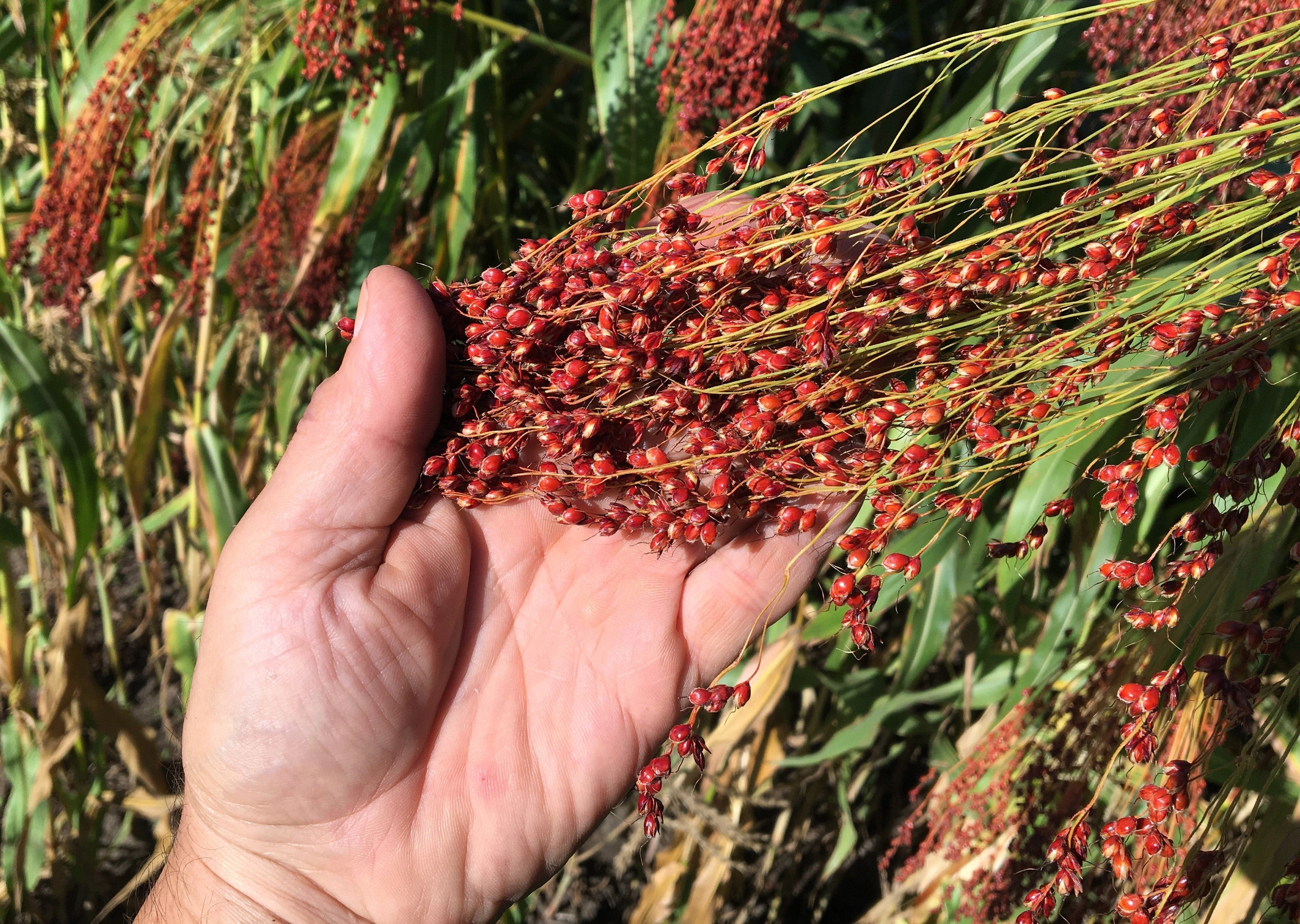 50 Mixed Colors BROOM CORN SORGHUM Bicolor Heirloom Grain Seeds for Dried Decor