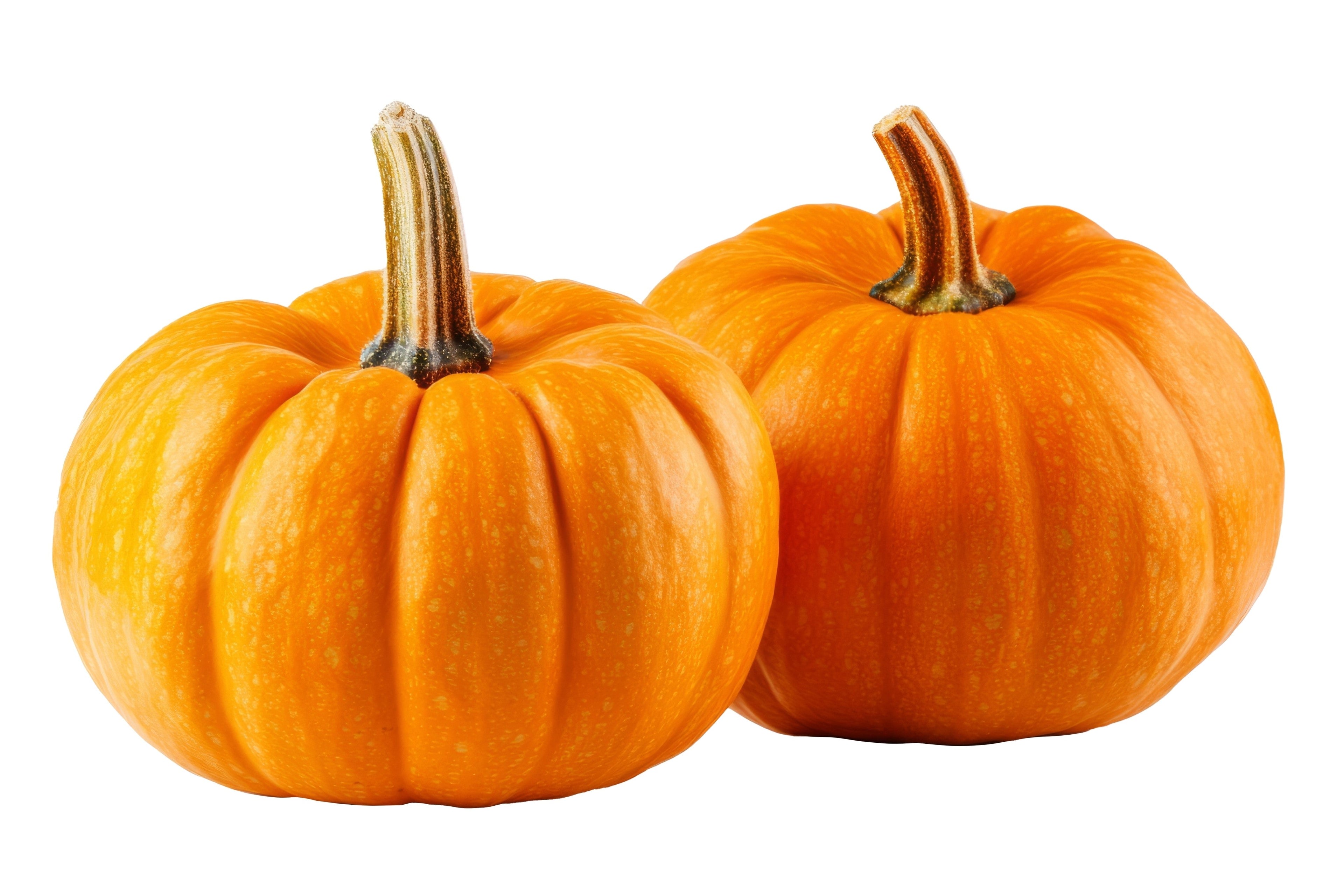 20 JACK Be LITTLE PUMPKIN Miniature Vegetable Cucurbita Pepo Seeds