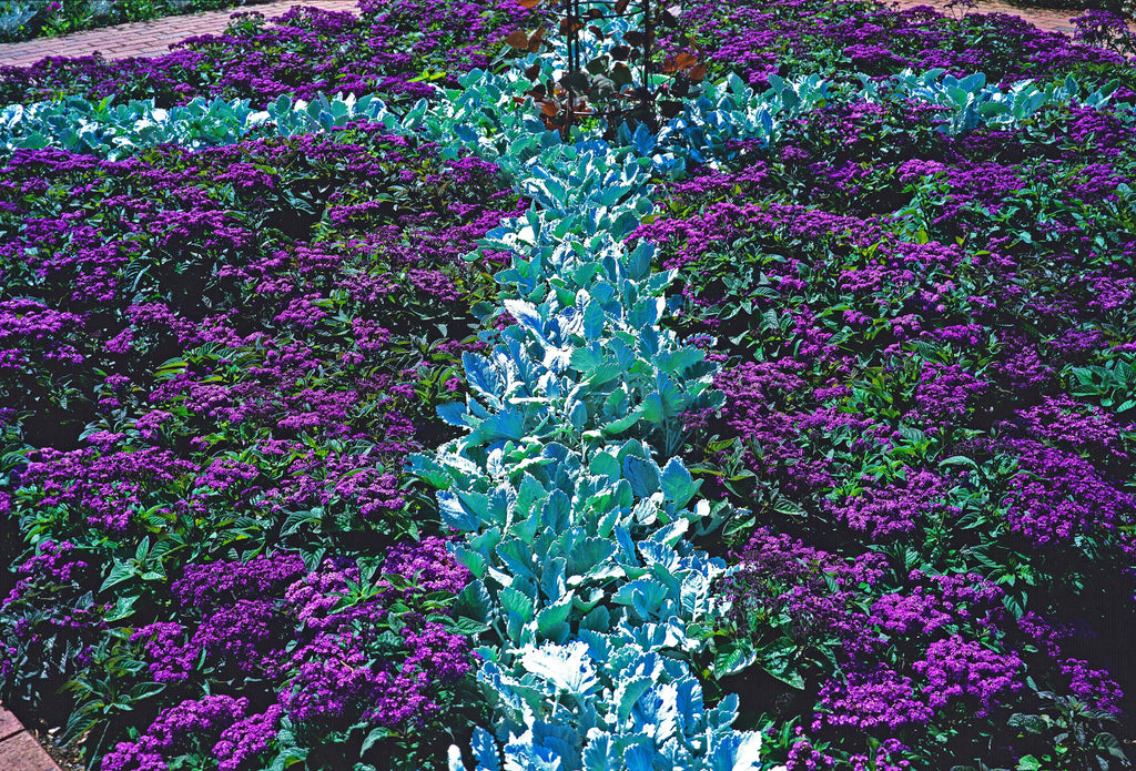 50 Blue MARINE HELIOTROPE Heliotropium Arborescens Flower Seeds
