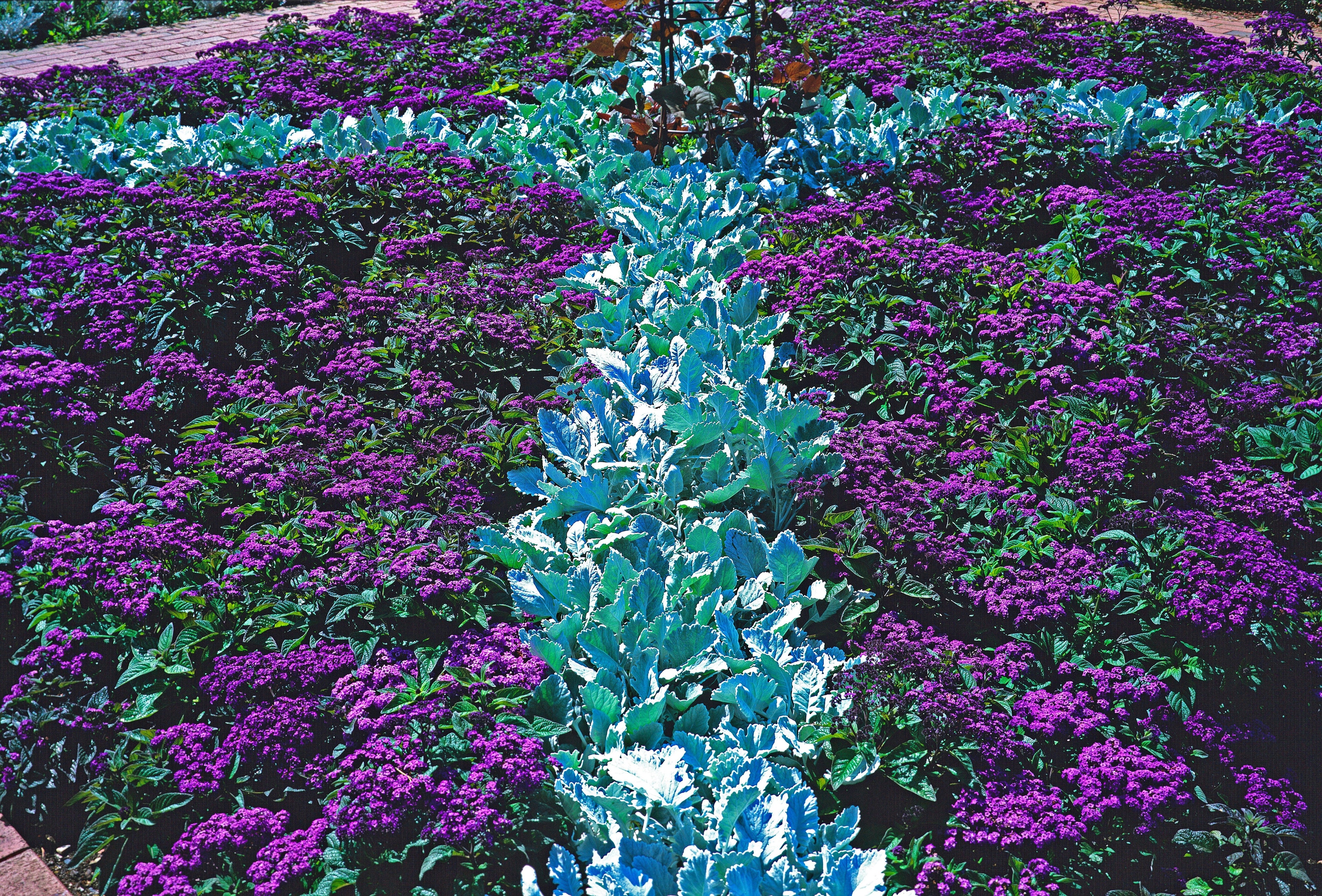 50 Blue MARINE HELIOTROPE Heliotropium Arborescens Flower Seeds