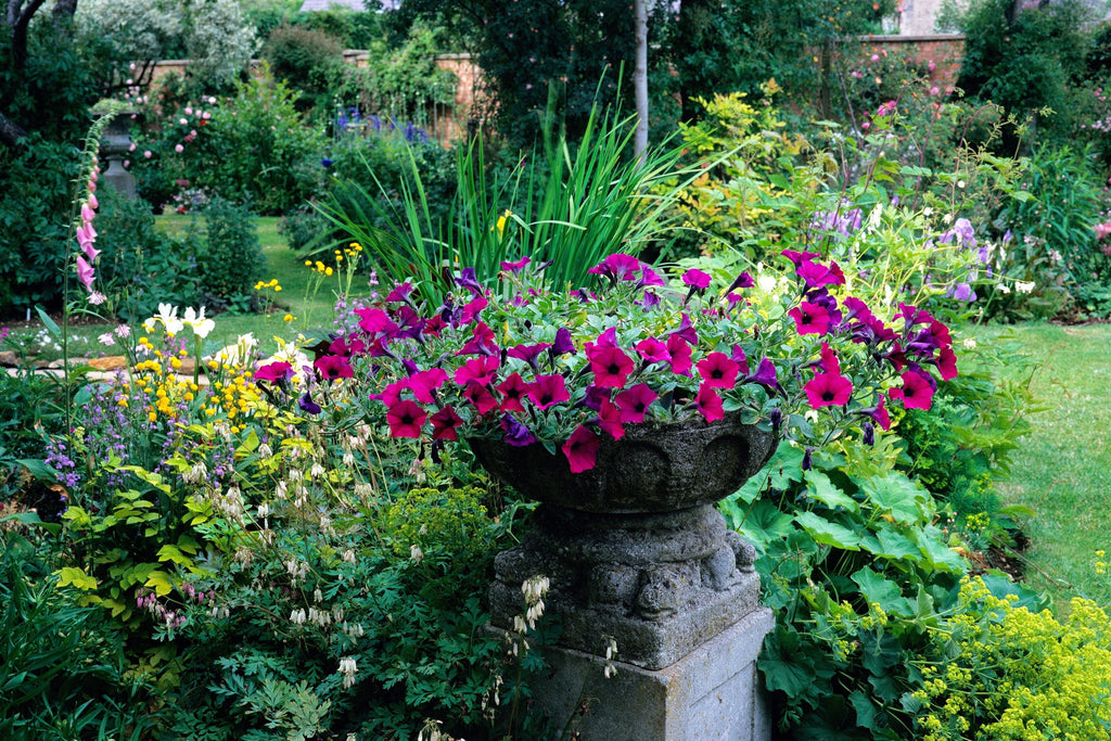 200 Mixed LAURA BUSH PETUNIA Violacea Integrifolia Pink Purple Trumpet Flower Seeds