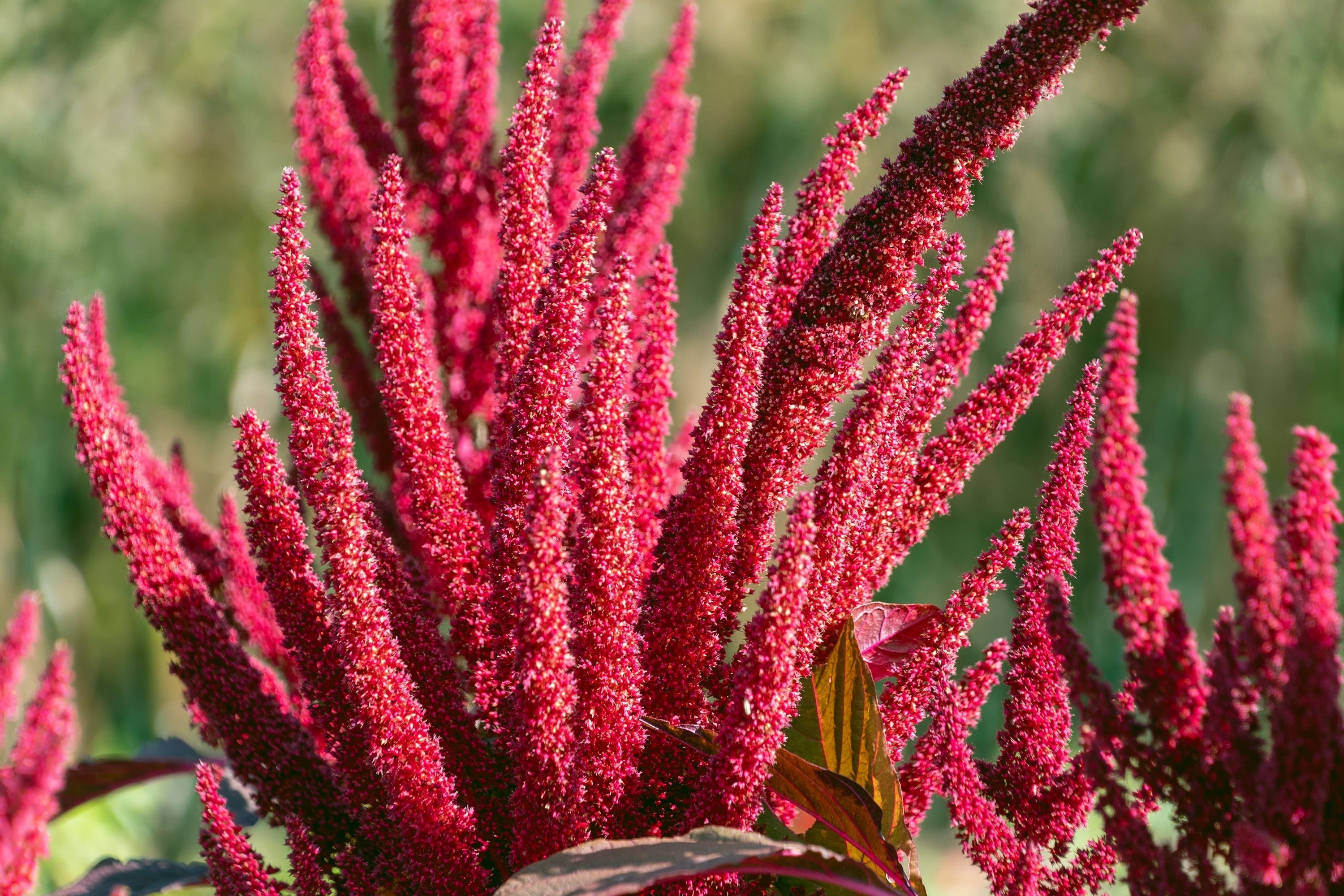 250 BURGUNDY AMARANTHUS Hypochondriacus Amaranth Grain Vegetable Flower Seeds