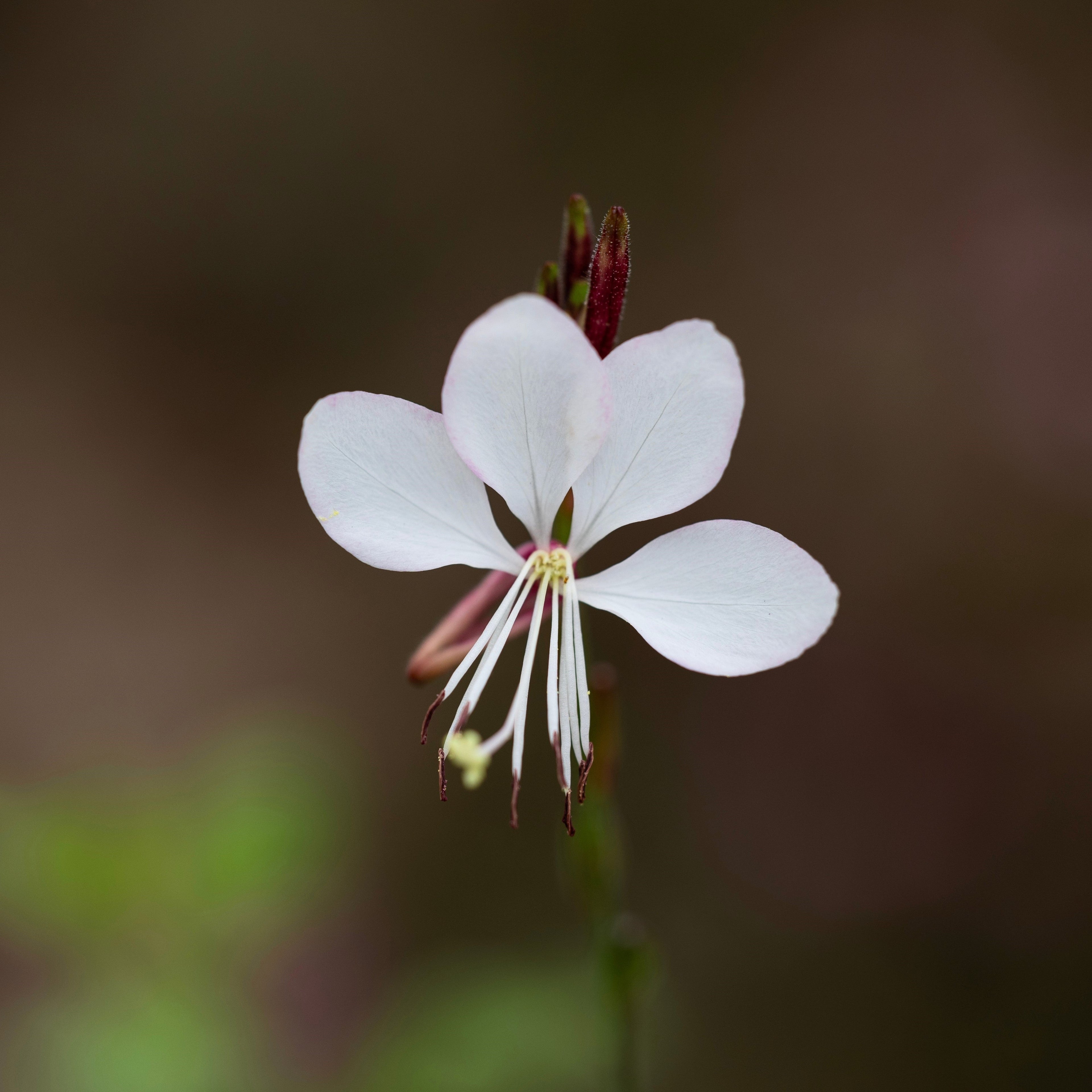 100 White GAURA WHIRLING BUTTERFLIES Gaura Lindheimeri Flower Seeds
