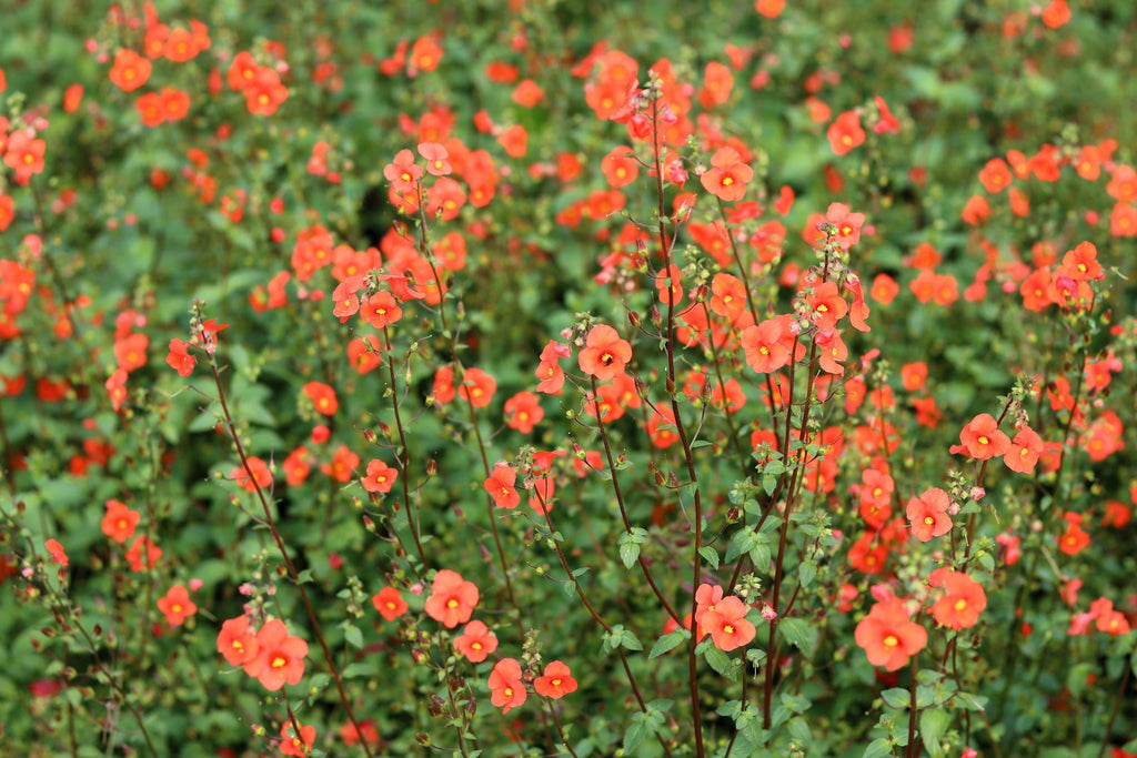 50 SCARLET MASK FLOWER Hummingbird Plant Red Alonsoa Warscewiczii Seeds