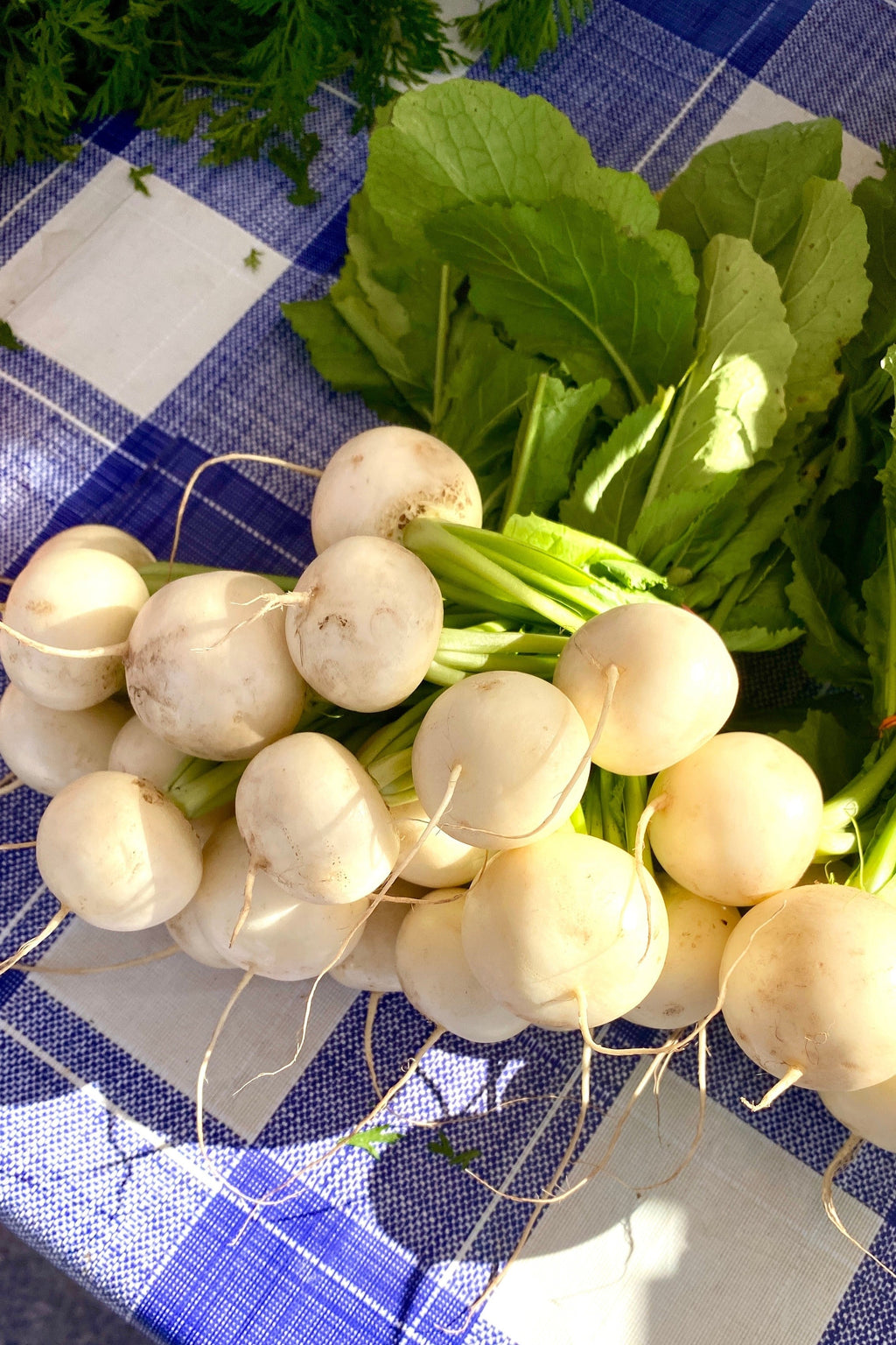 500 Hailstone WHITE GLOBE RADISH Raphanus Sativus Vegetable Seeds