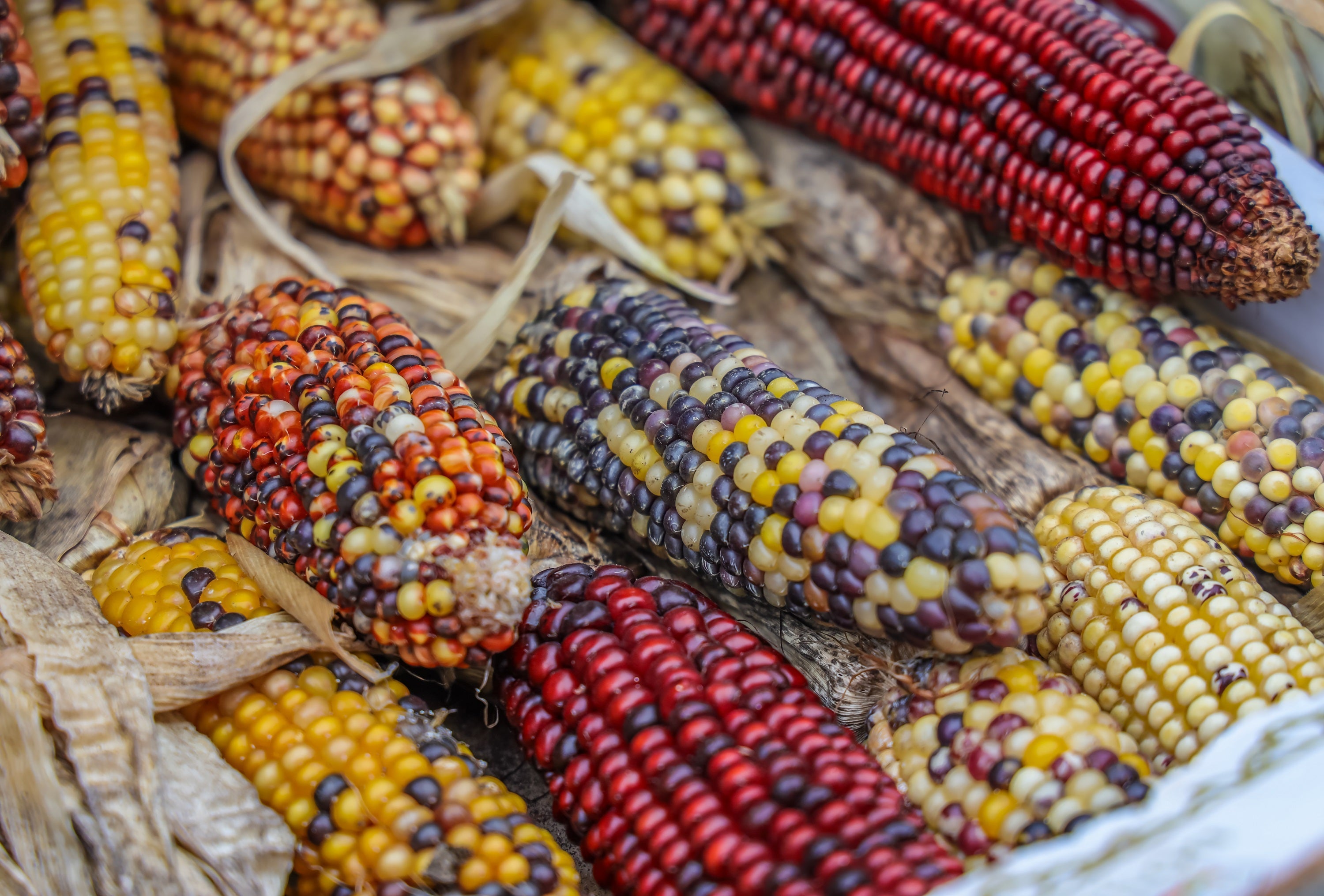 50 Miniature CUTIE POPS POPCORN Corn Multicolored Mini Mix Zea Mays Seeds