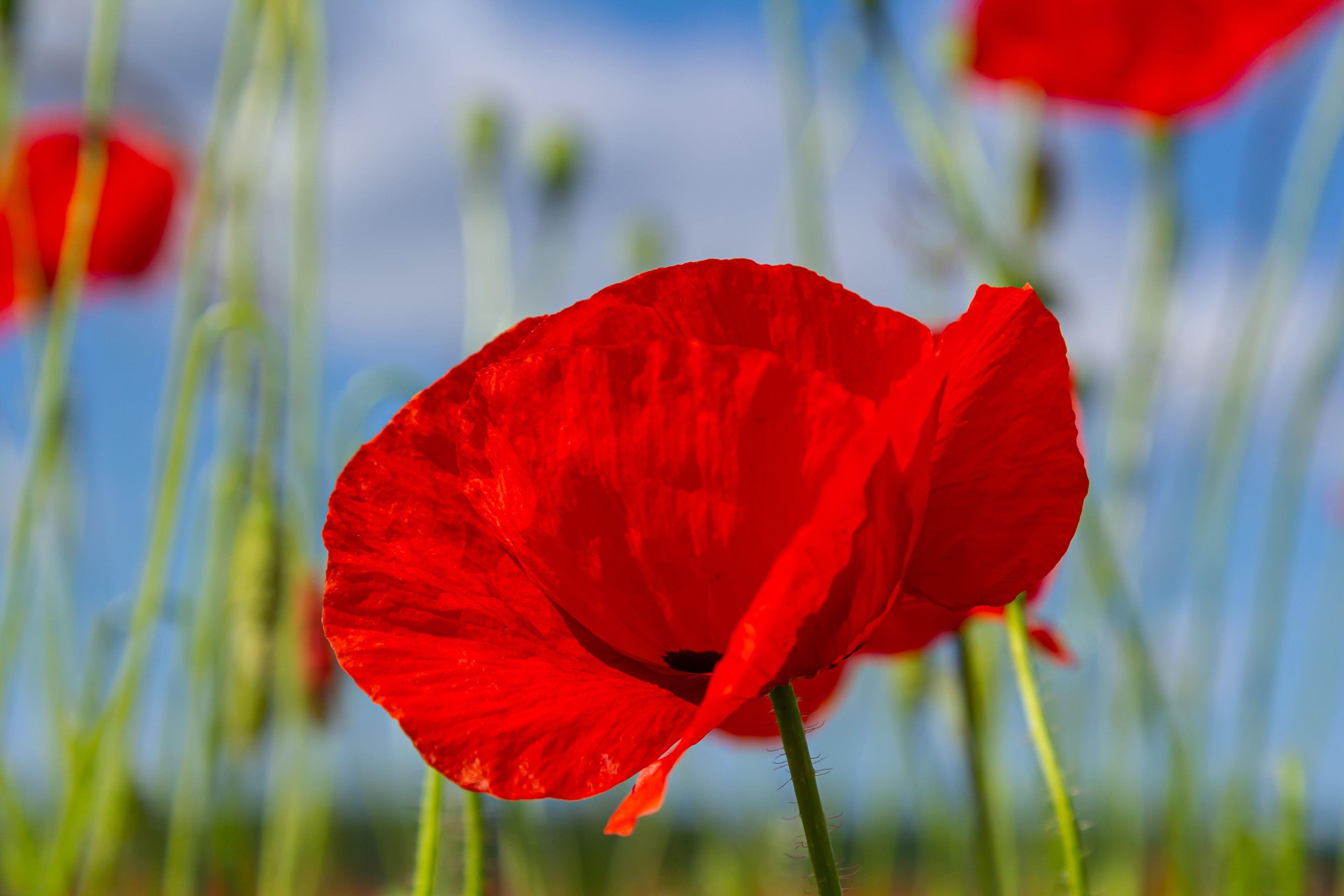 2000 MIXED Colors SHIRLEY POPPY ( aka Corn / Field / Flanders ) Papaver Rhoeas Flower Seeds