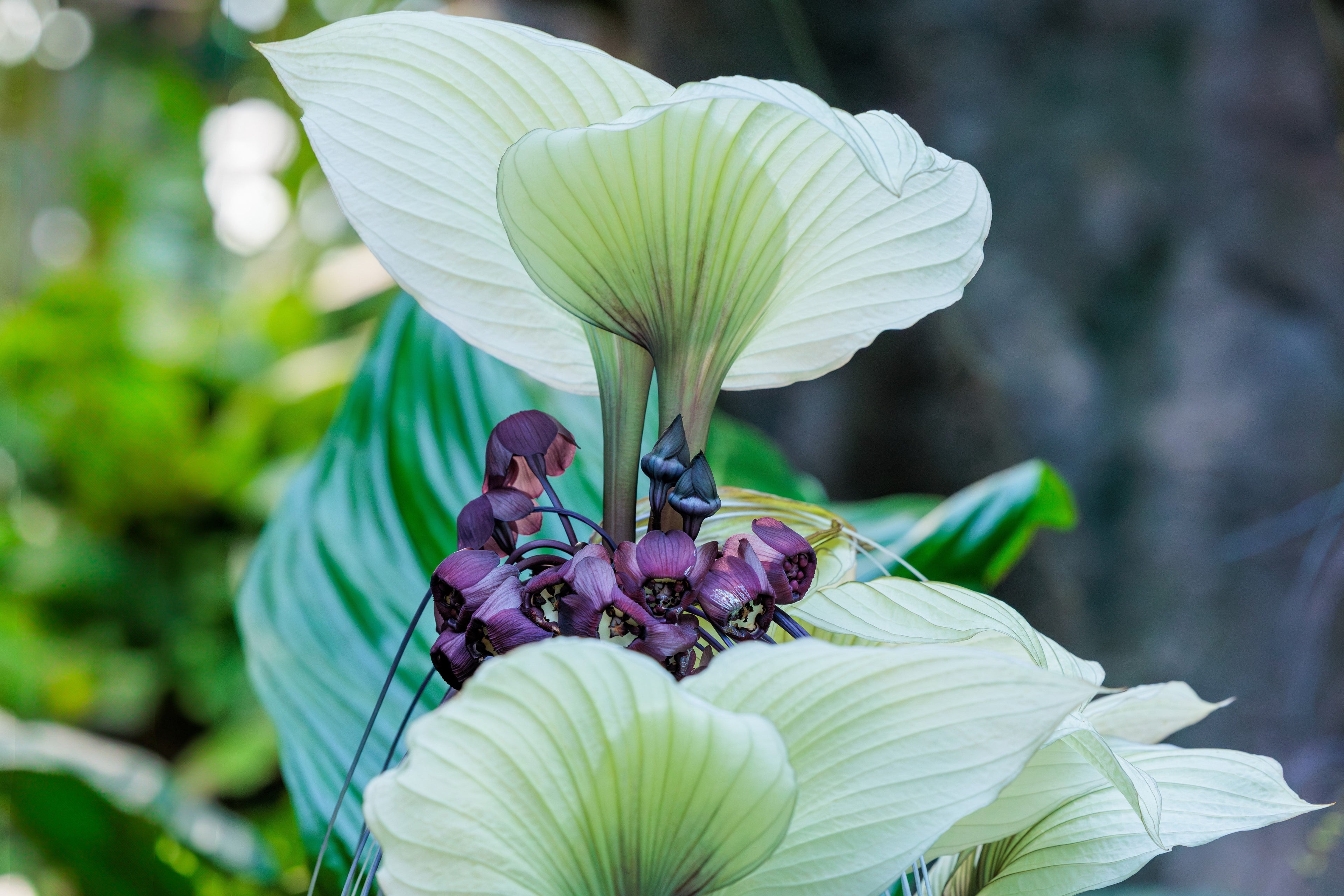 5 WHITE BAT FLOWER Tacca Integrifolia Nivea Bat Head Lily Flower Seeds