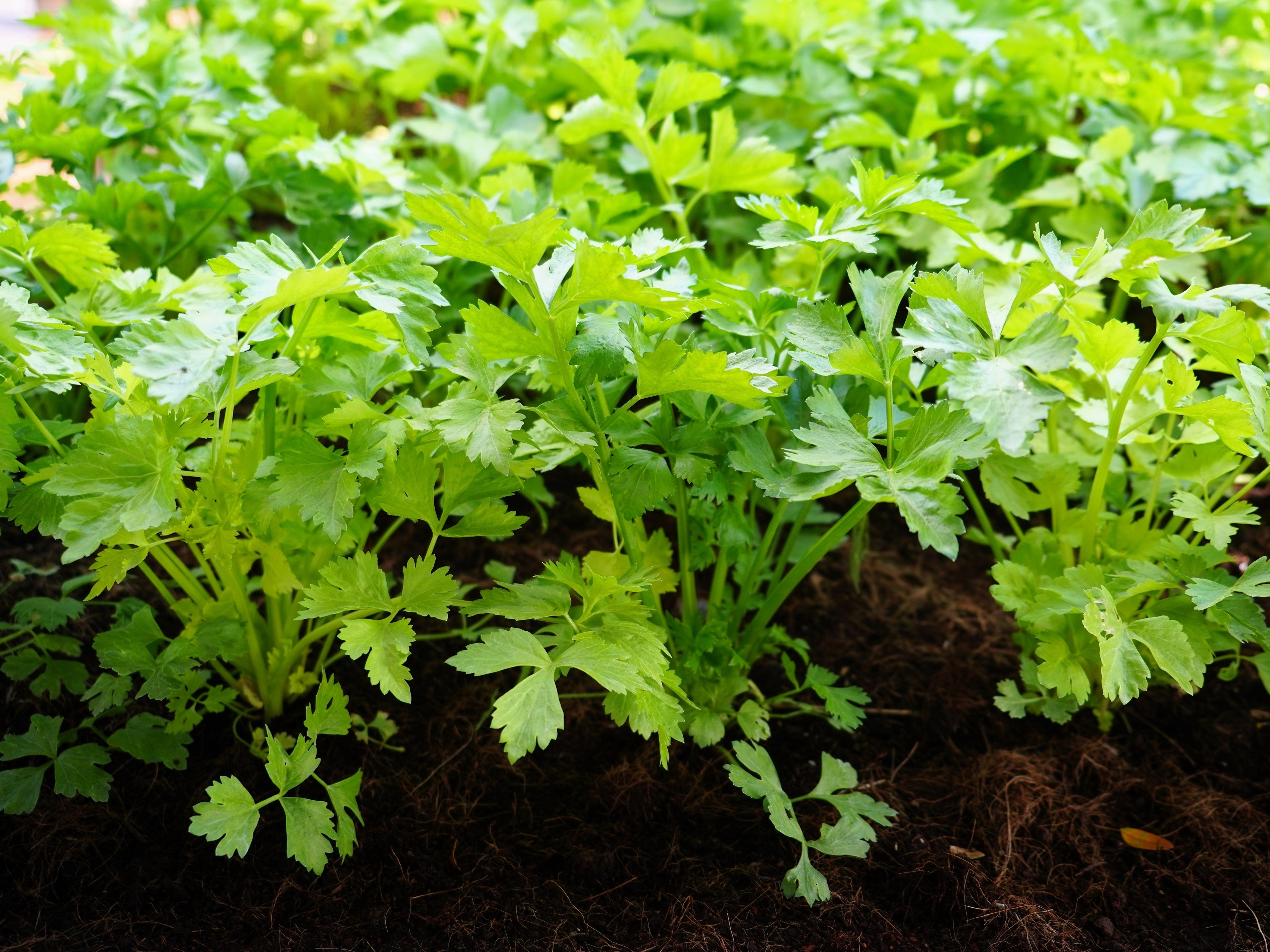 2000 Cutting LEAF CELERY Apium Graveolens Secalinum European Chinese Herb Seeds