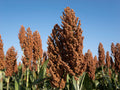 50 MENNONITE SORGHUM Sugar Cane Sorghum Bicolor Grain Vegetable Seeds