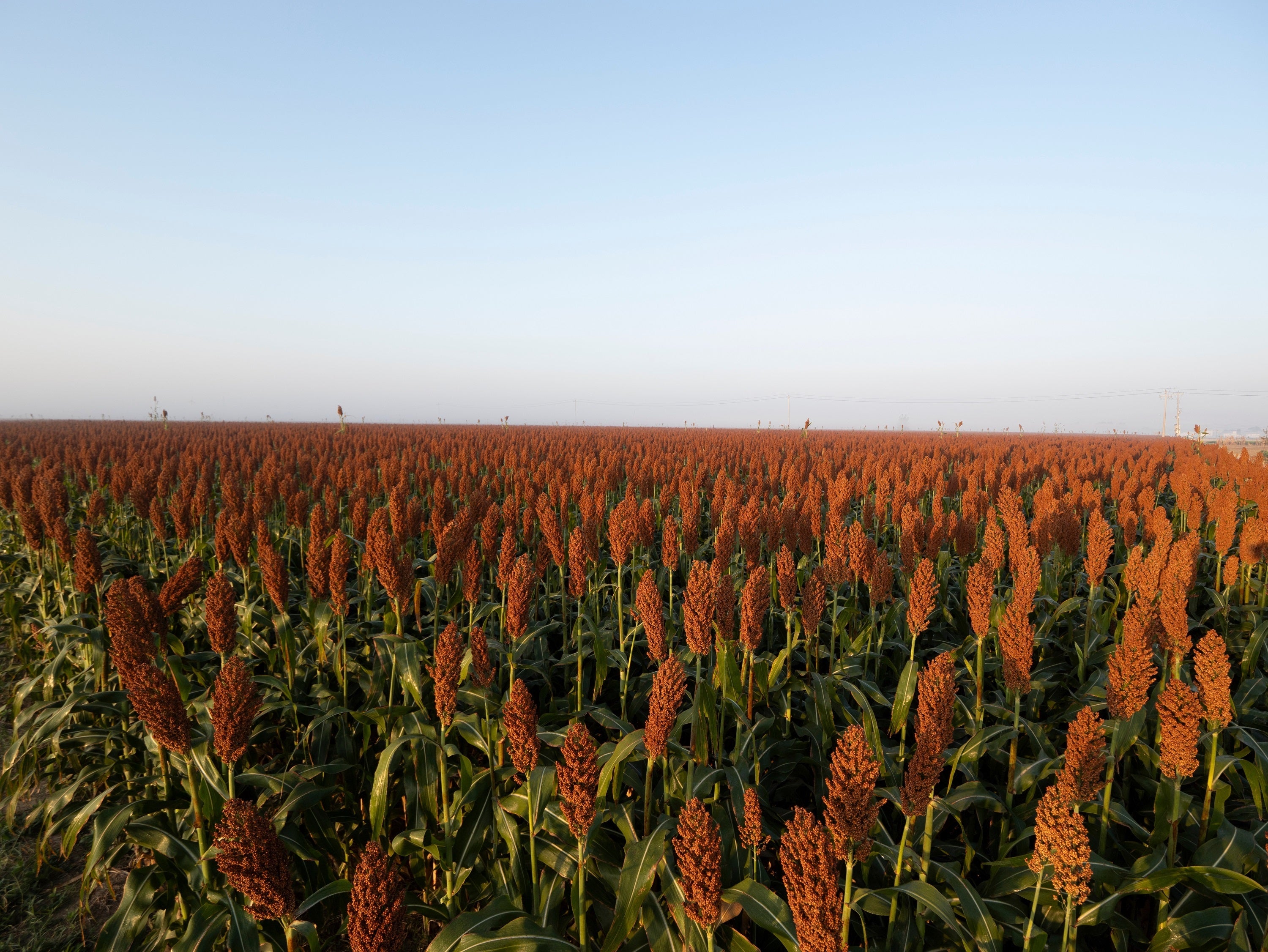 50 DELLA SORGHUM Bicolor Syrup Flour Grain Vegetable Seeds
