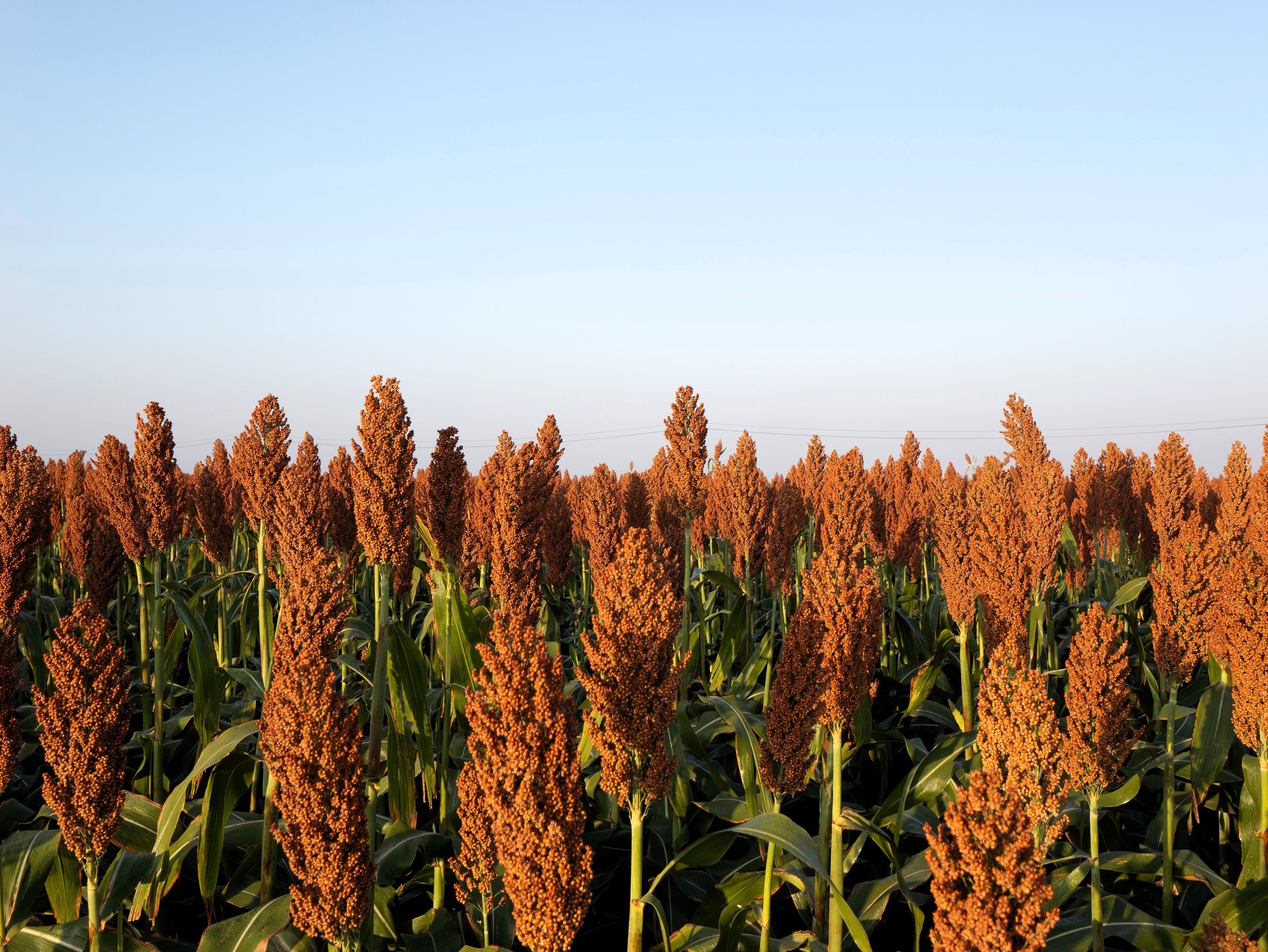 100 Wild Game FOOD PLOT SORGHUM aka Milo Deer & Game Bird Bicolor Seeds