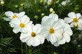 350 PURITY WHITE COSMOS Cosmos Bipinnatus Flower Seeds