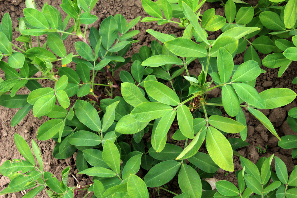 15 Seeds TENNESSEE RED PEANUT Valencia Arachis Hypogaea Perennial Nut Plant