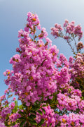 35 Light PINK CREPE MYRTLE Crape Tree Shrub Lagerstroemia Indica Flower Seeds