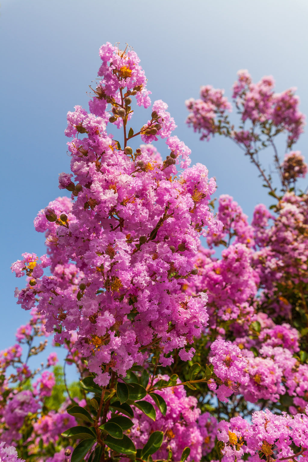 50 MIXED CREPE MYRTLE Lagerstroemia Indica Tree Shrub Crape  6 Color Mix - Red, Purple, Light Pink, Dark Pink, White, & Lilac Flower Seeds