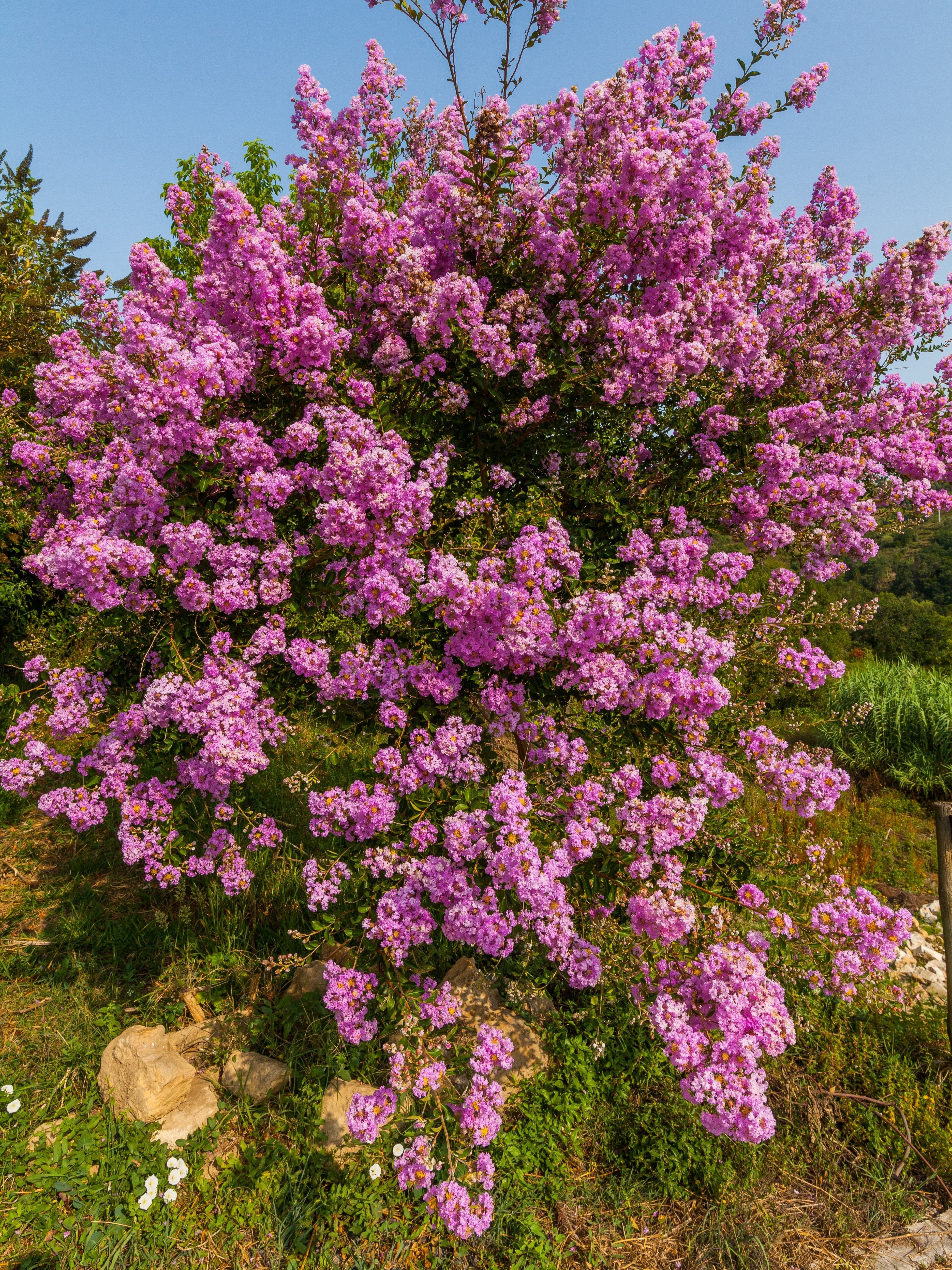 1000 Bulk CREPE MYRTLE Mixed Colors Lagerstroemia Indica Mix Tree Shrub Flower Seeds - Red, Purple, Light Pink, Dark Pink, White, & Lilac