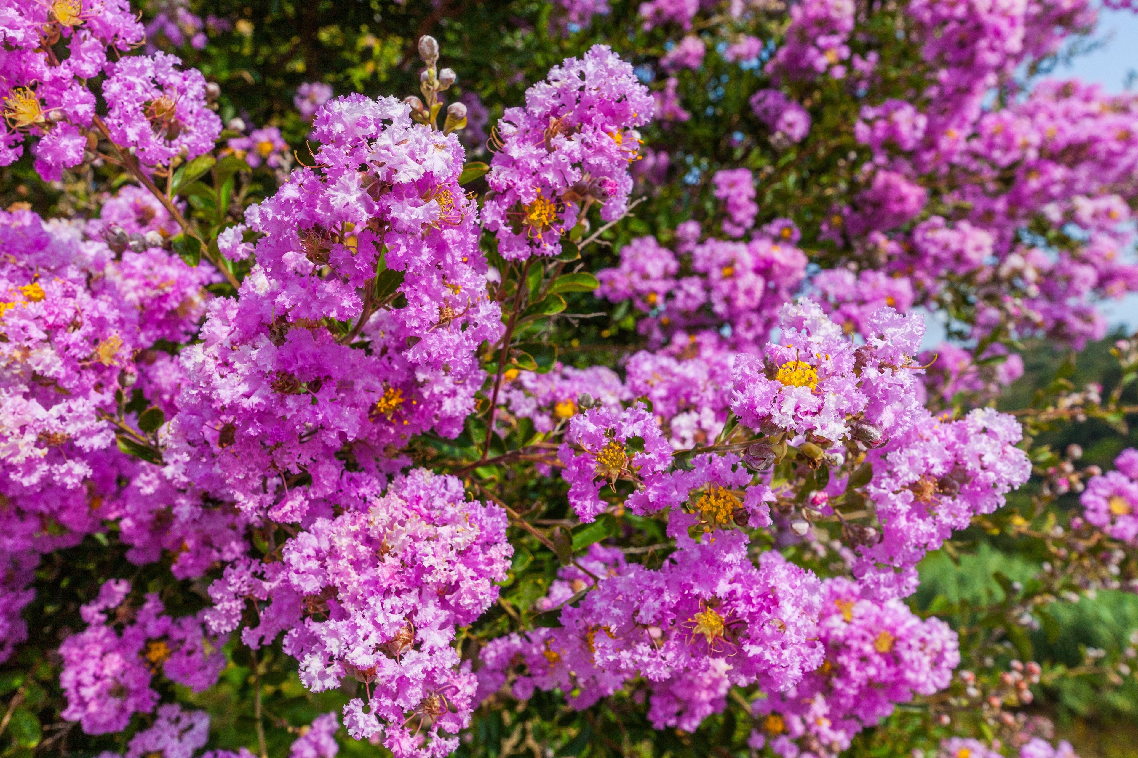 50 MIXED CREPE MYRTLE Lagerstroemia Indica Tree Shrub Crape  6 Color Mix - Red, Purple, Light Pink, Dark Pink, White, & Lilac Flower Seeds