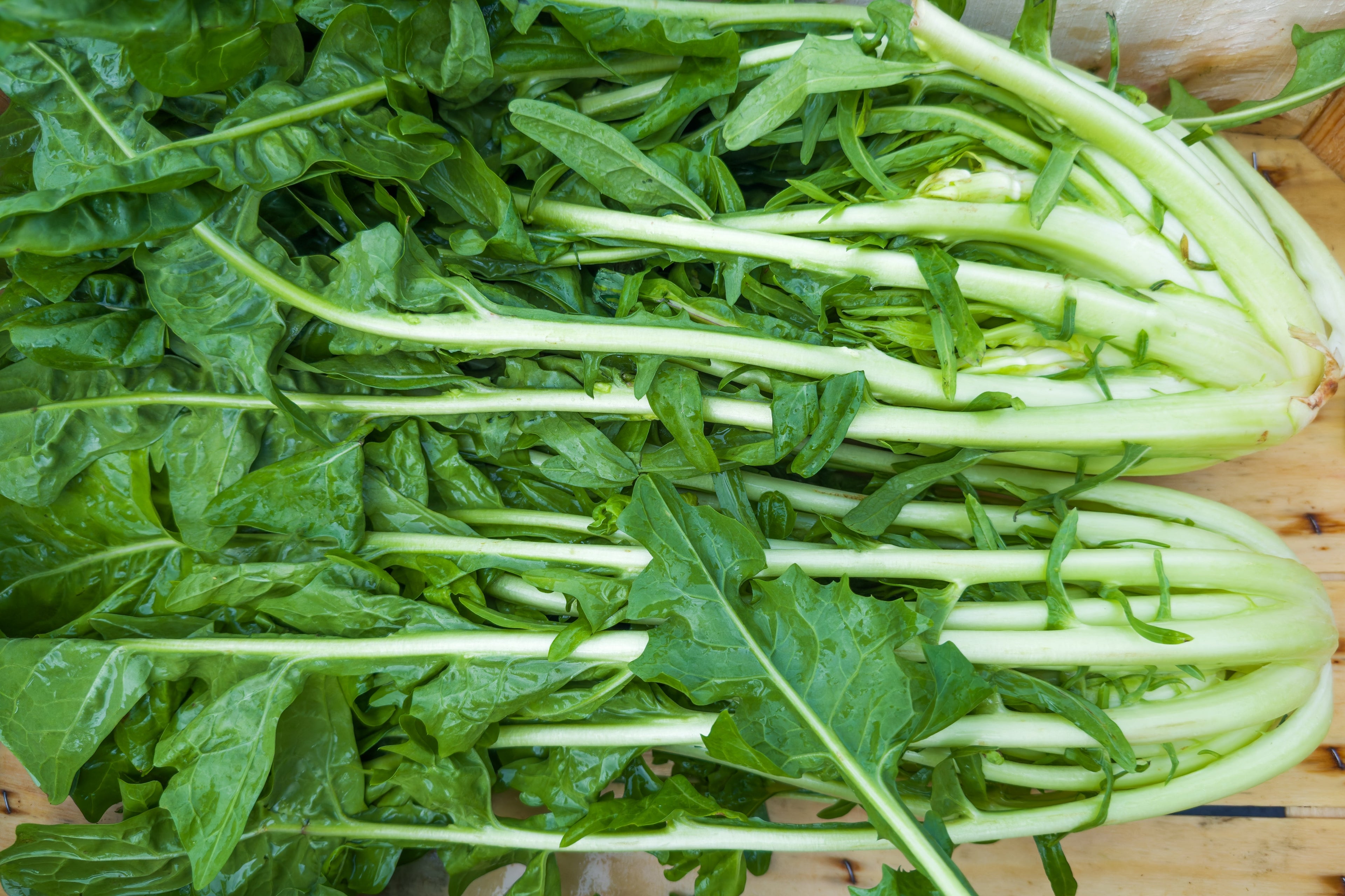 250 CICORIA CATALOGNA Puntarelle Chicorium Chicory Vegetable Seeds