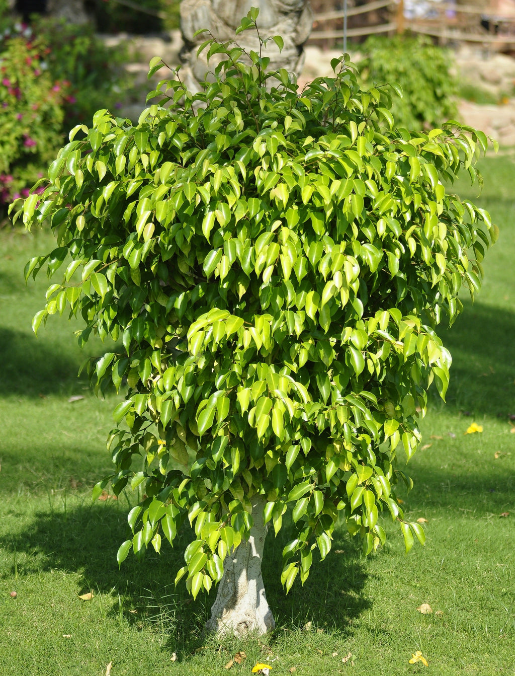 50 WEEPING FIG Ficus Benjamina Benjamin Indian Rubber Tree Houseplant Seeds