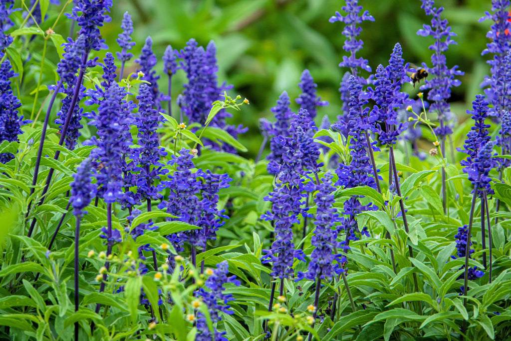 500 BLUE BEDDER SAGE Salvia Farinacea Flower Seeds