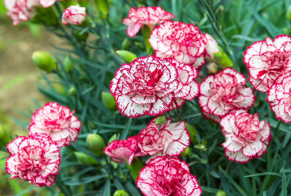 100 Mixed CARNATION / DOUBLE DIANTHUS Chinensis Flower Seeds