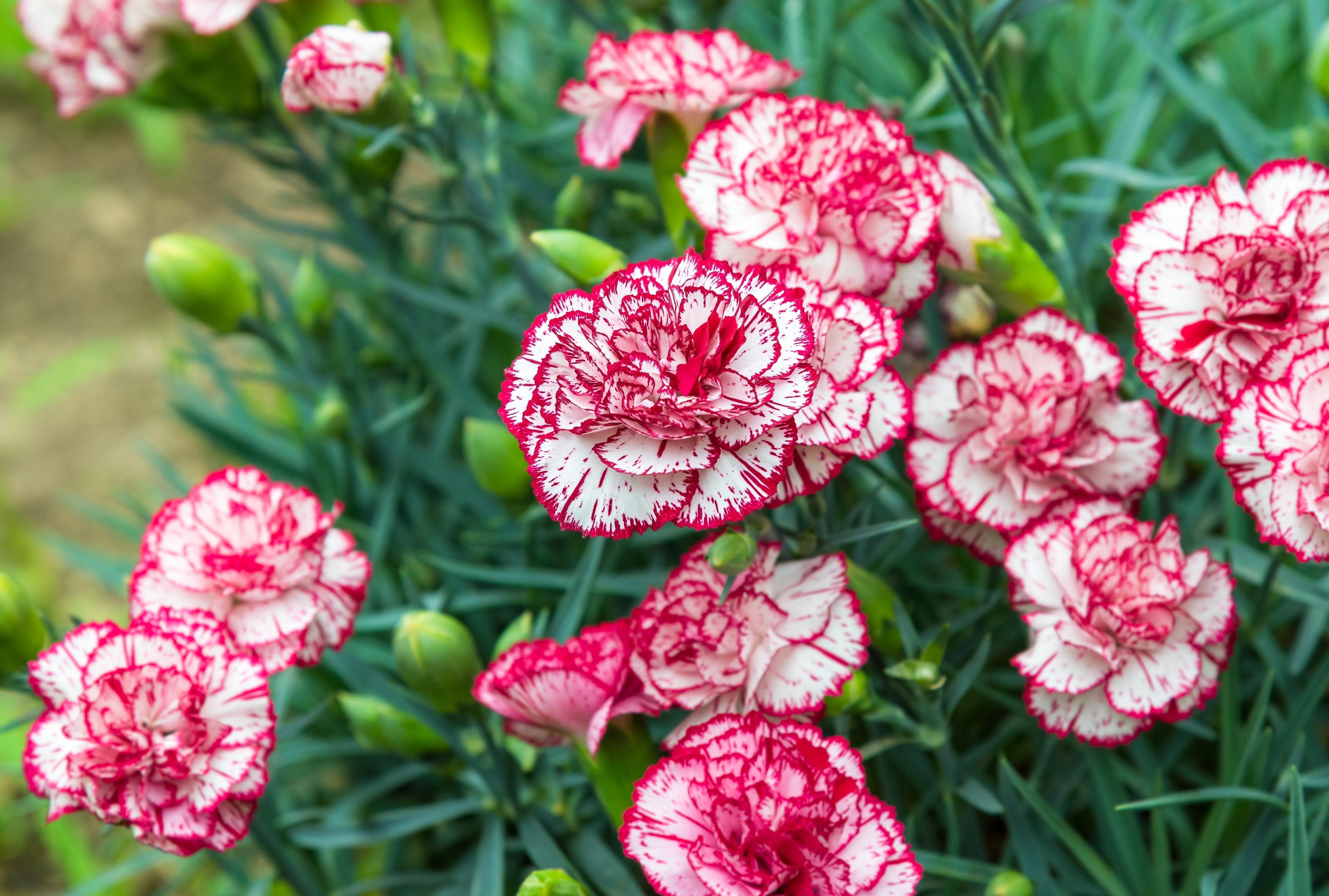 100 Mixed CARNATION / DOUBLE DIANTHUS Chinensis Flower Seeds
