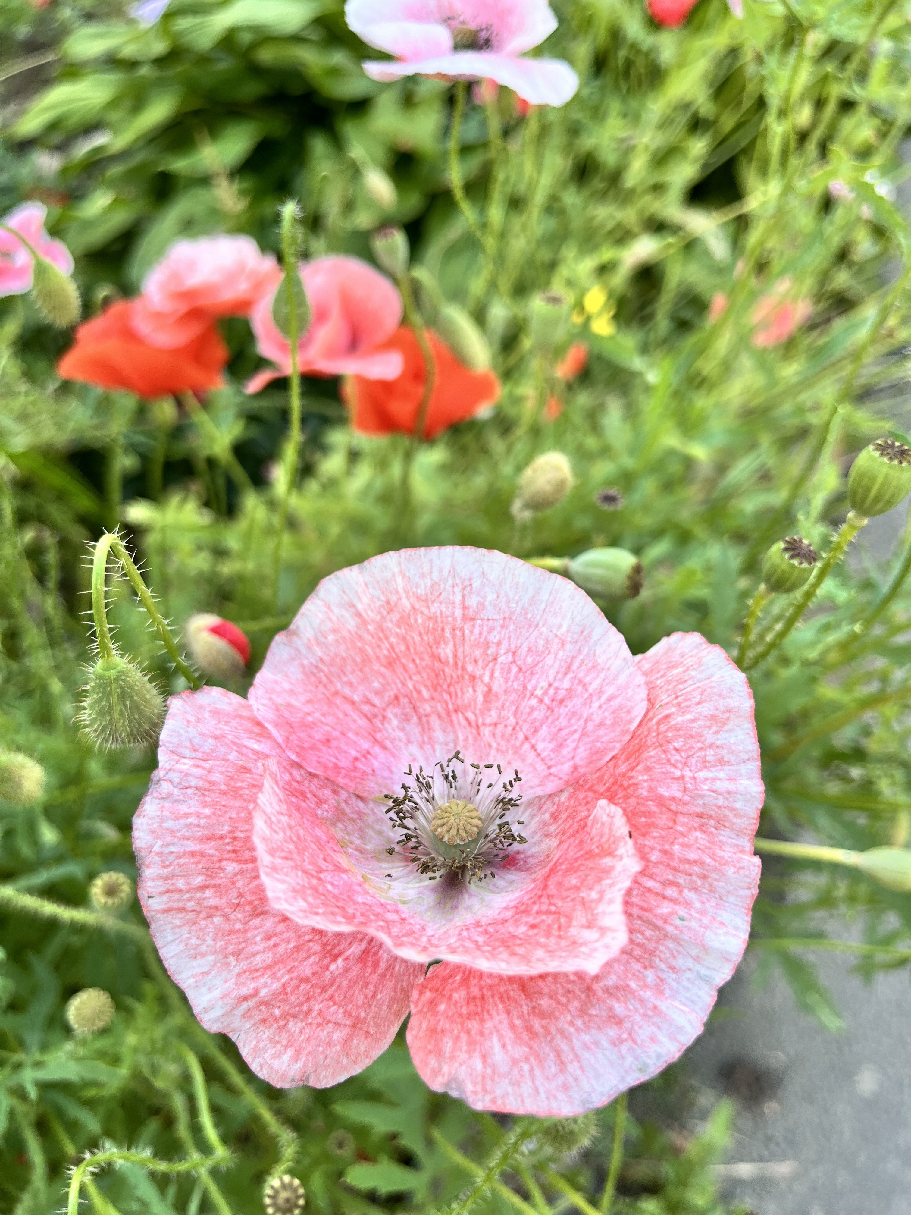 100 MOTHER Of PEARL POPPY Mix Papaver Rhoeas Shirley Flower Seeds Mixed Colors