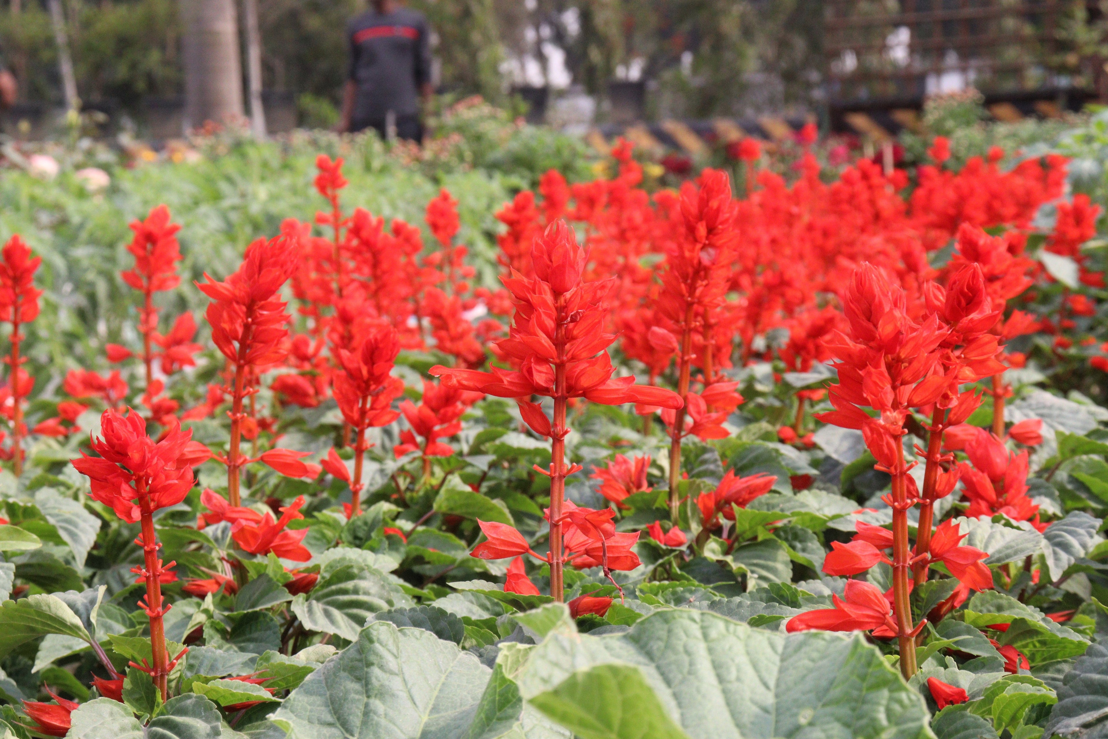 400 SCARLET SAGE (Lady-In-Red Salvia / Blood Sage / Red Texas Sage) Salvia Coccinea Flower Seeds