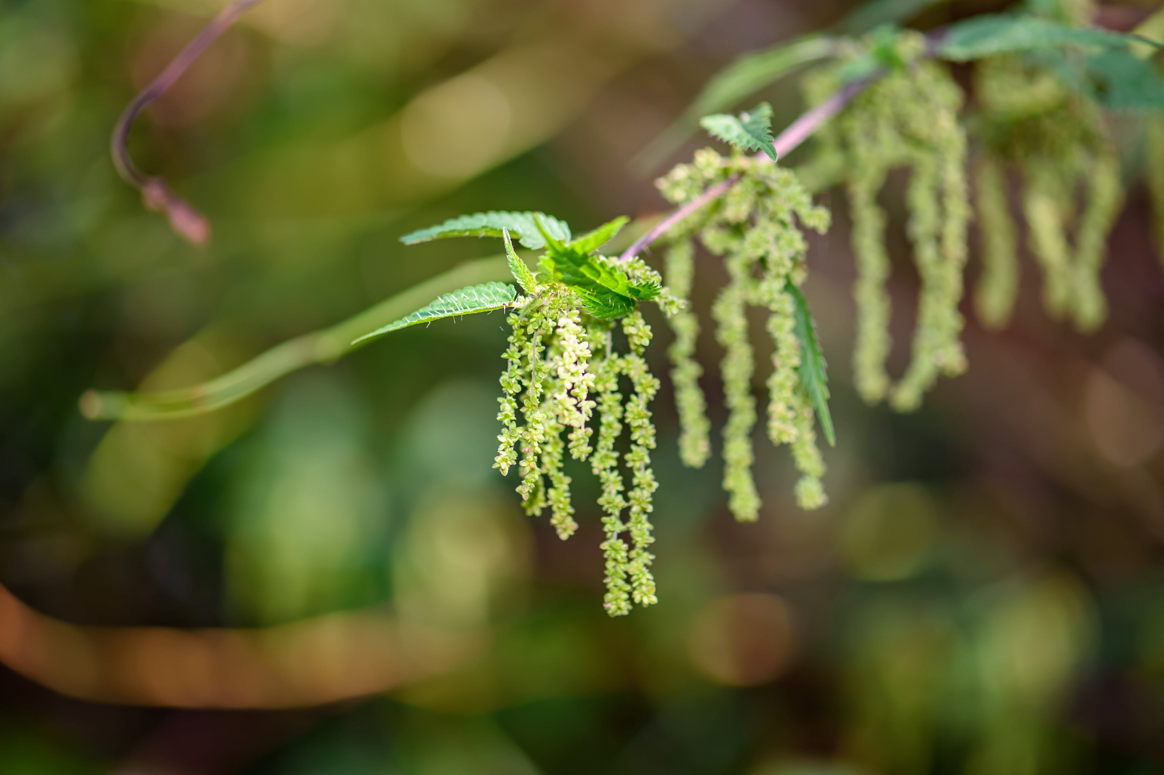 200 STINGING NETTLE Urtica Dioica (aka Common, California, or Bull Nettle / Tread Softly) Flower Seeds