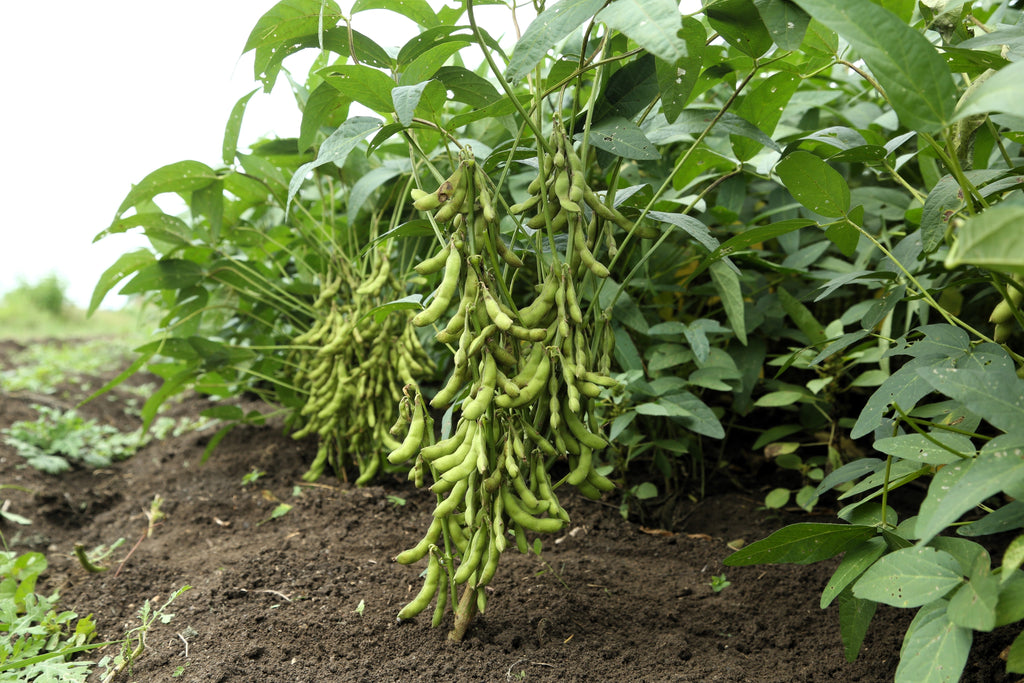25 Sweet BLACK JET SOYBEAN Edamame Bean Glycine Max Vegetable Legume Seeds