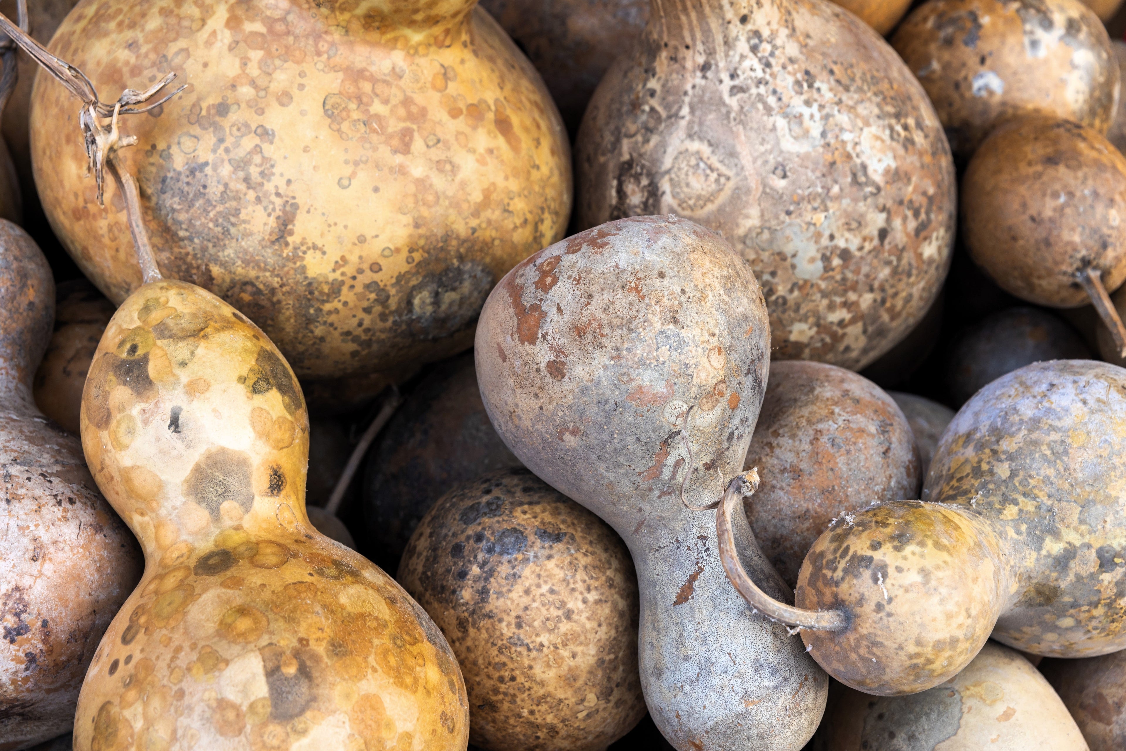 20 BIRDHOUSE GOURD (Hard Shelled Gourd / Calabash) Lagenaria Siceraria Vine Seeds