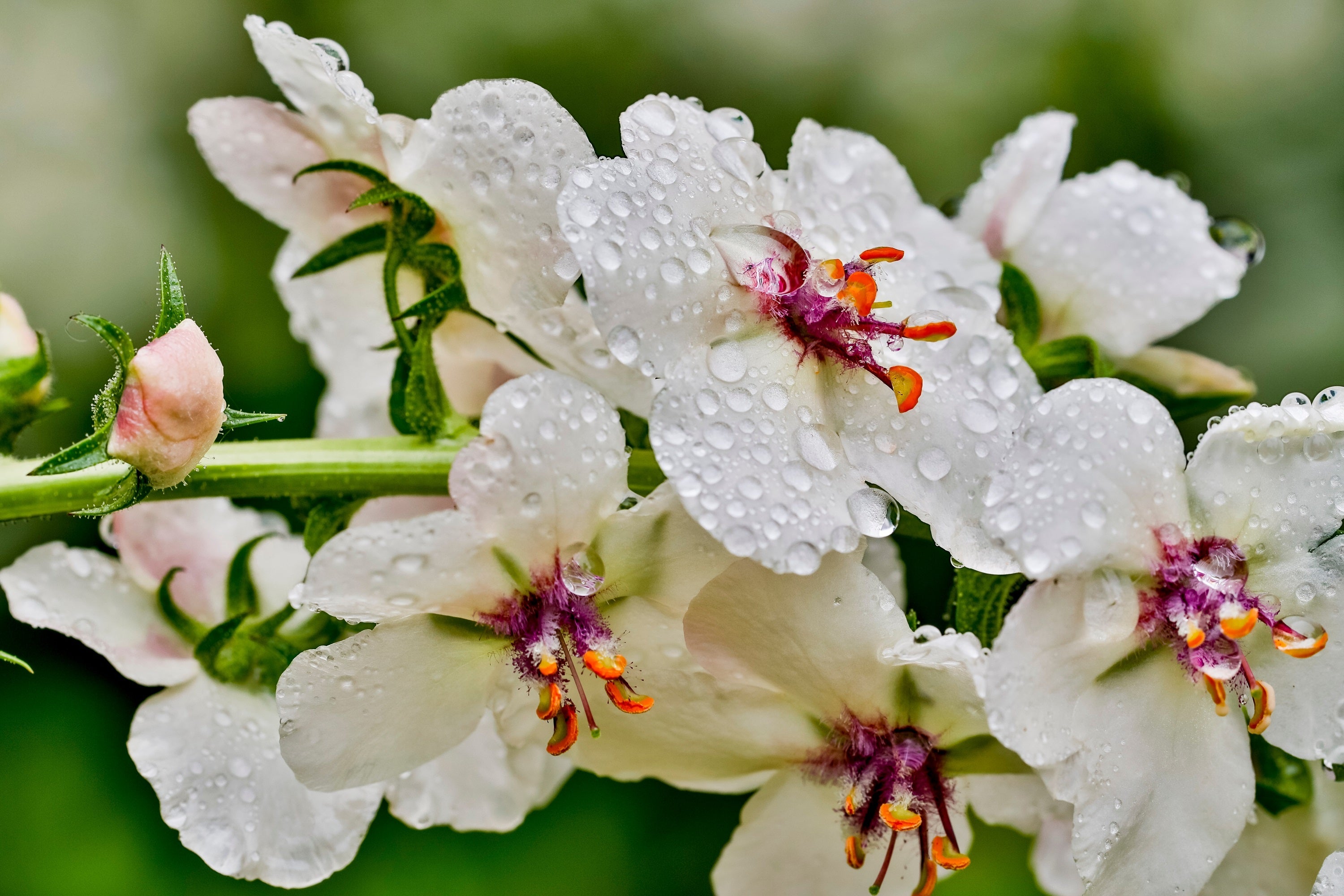 50 WEDDING CANDLES VERBASCUM Chaixii Album Mullein White Purple Flower Seeds