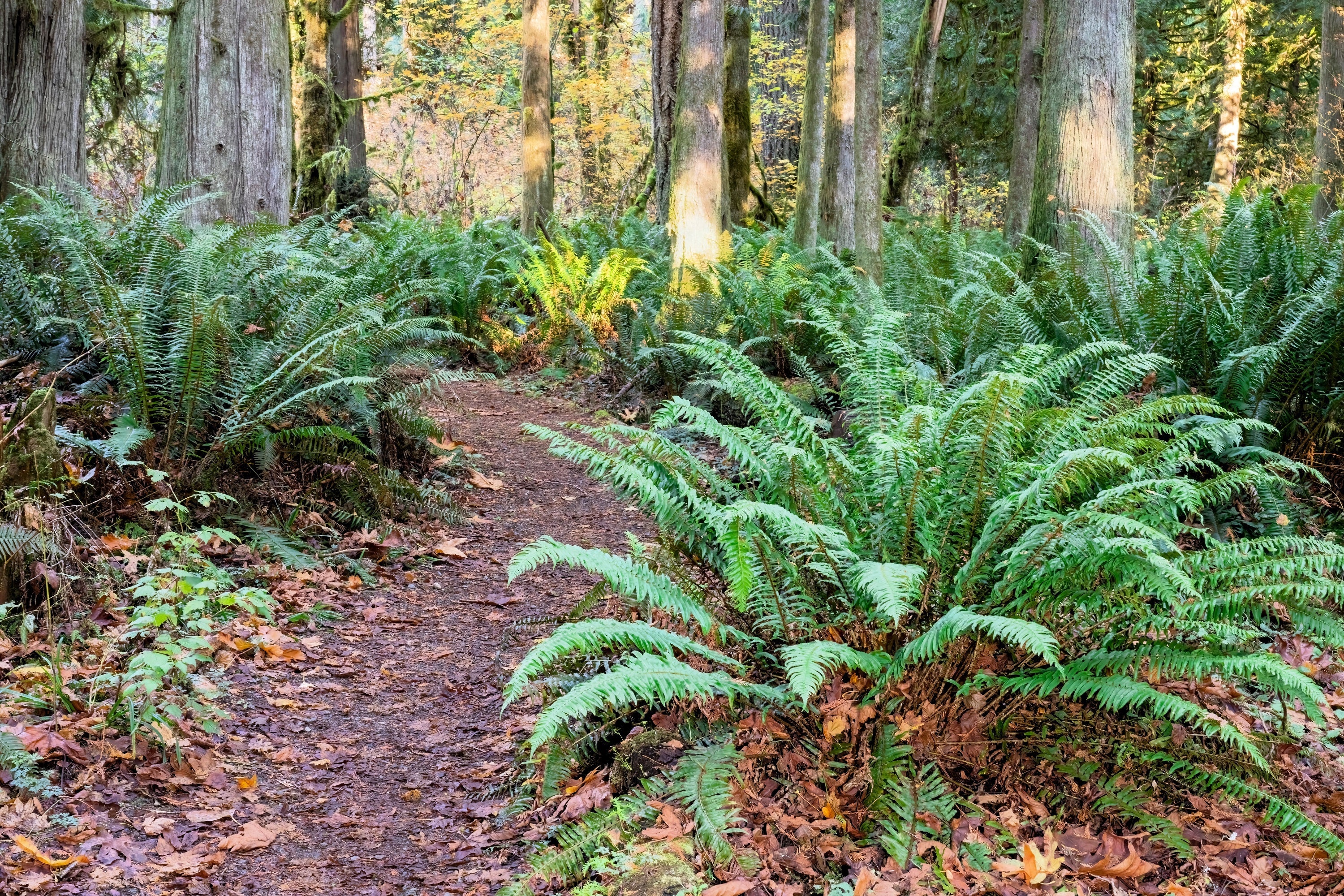 1500 Western SWORD FERN Giant Holly Swordfern Polystichum Munitum Aspidium Solitarium Spores Seeds