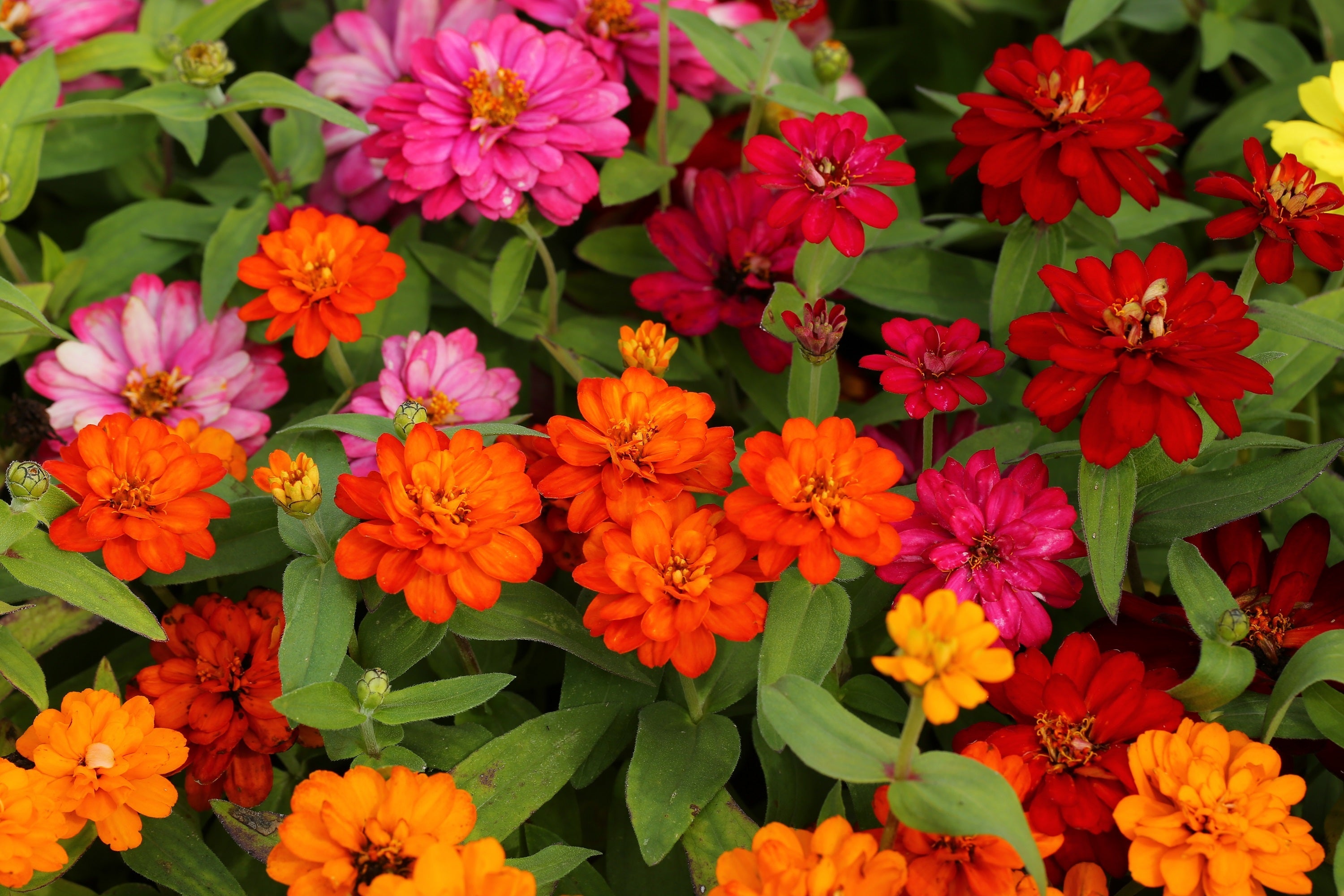 250 Mixed Colors ZINNIA ELEGANS Flower Seeds